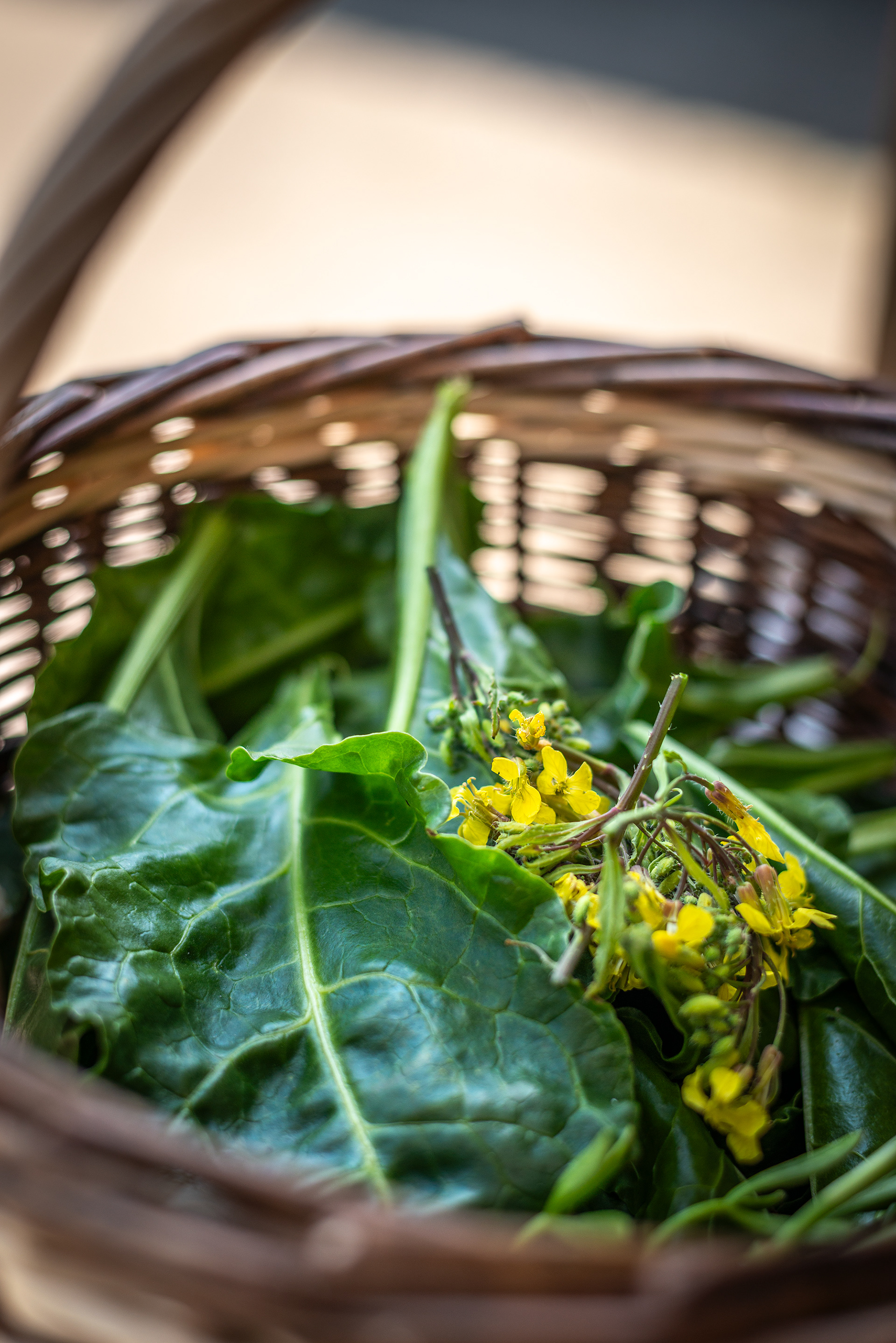 Foraging wild radish flowers with Sally Barnes - Woodcock Smokery - Skibbereen Area