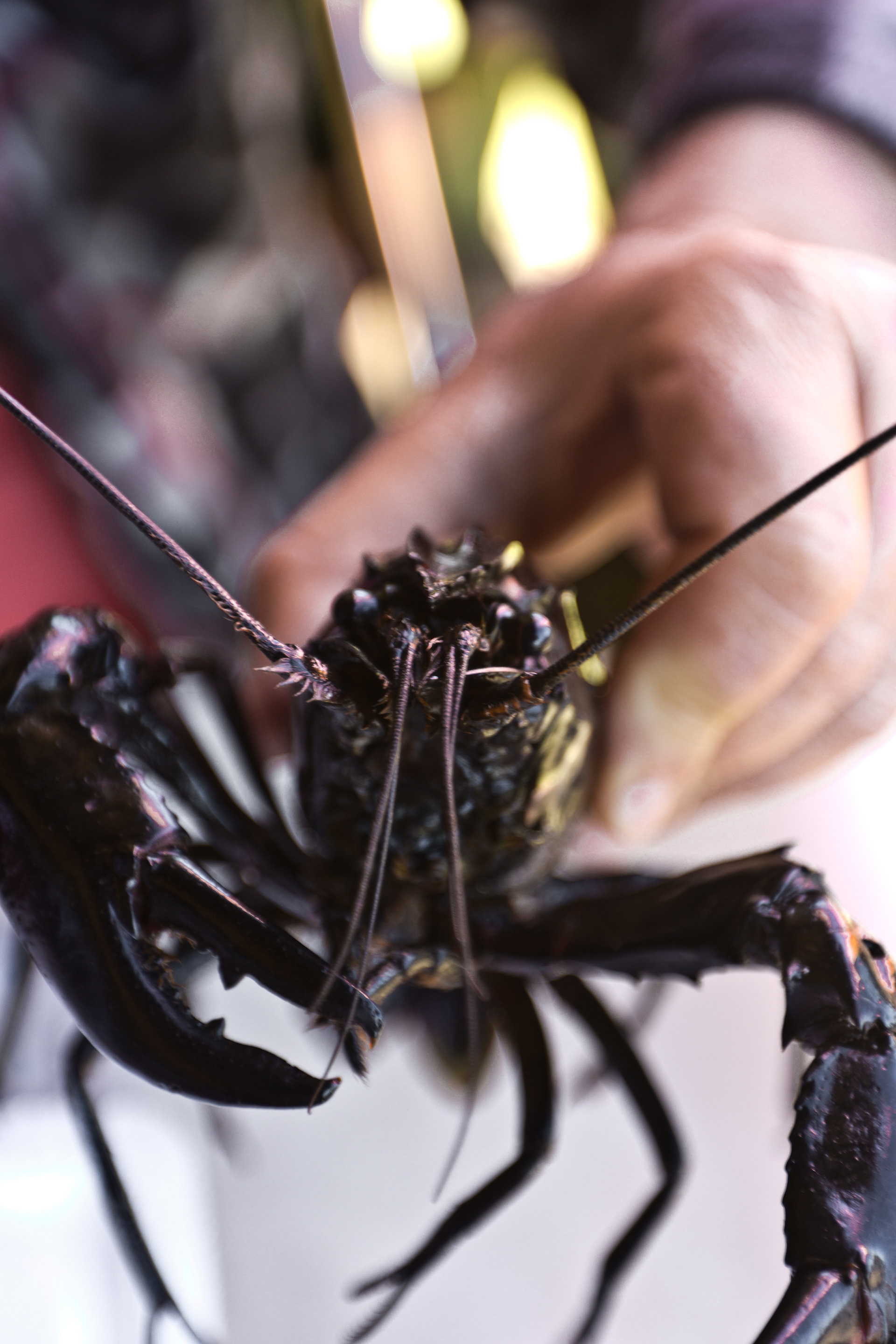 Marron (local crayfish), Millhouse Cafe, Pemberton, WA