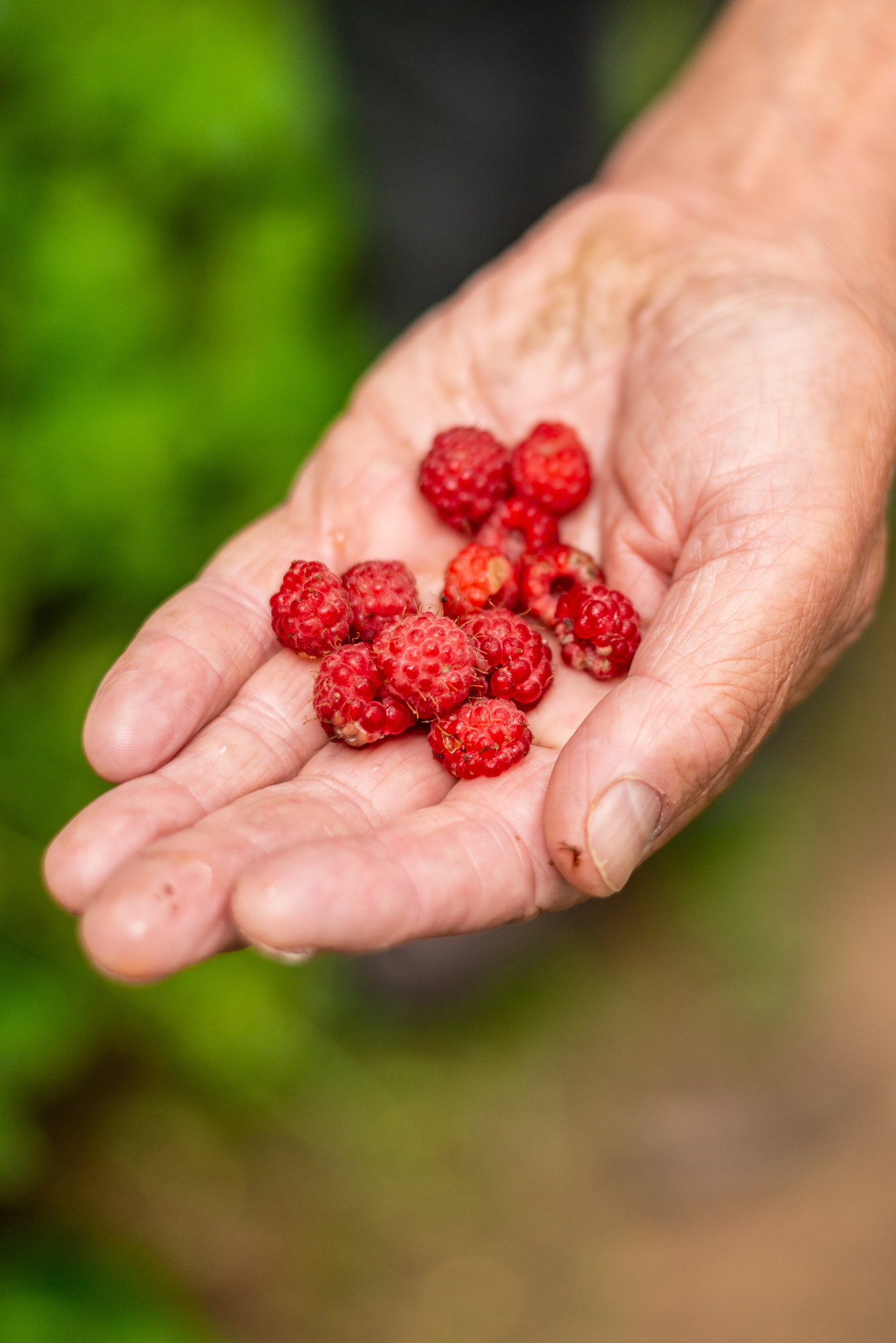 Foraging wild raspberries (GuideForOneDay) - Mullerthal Region (Little Switzerland)