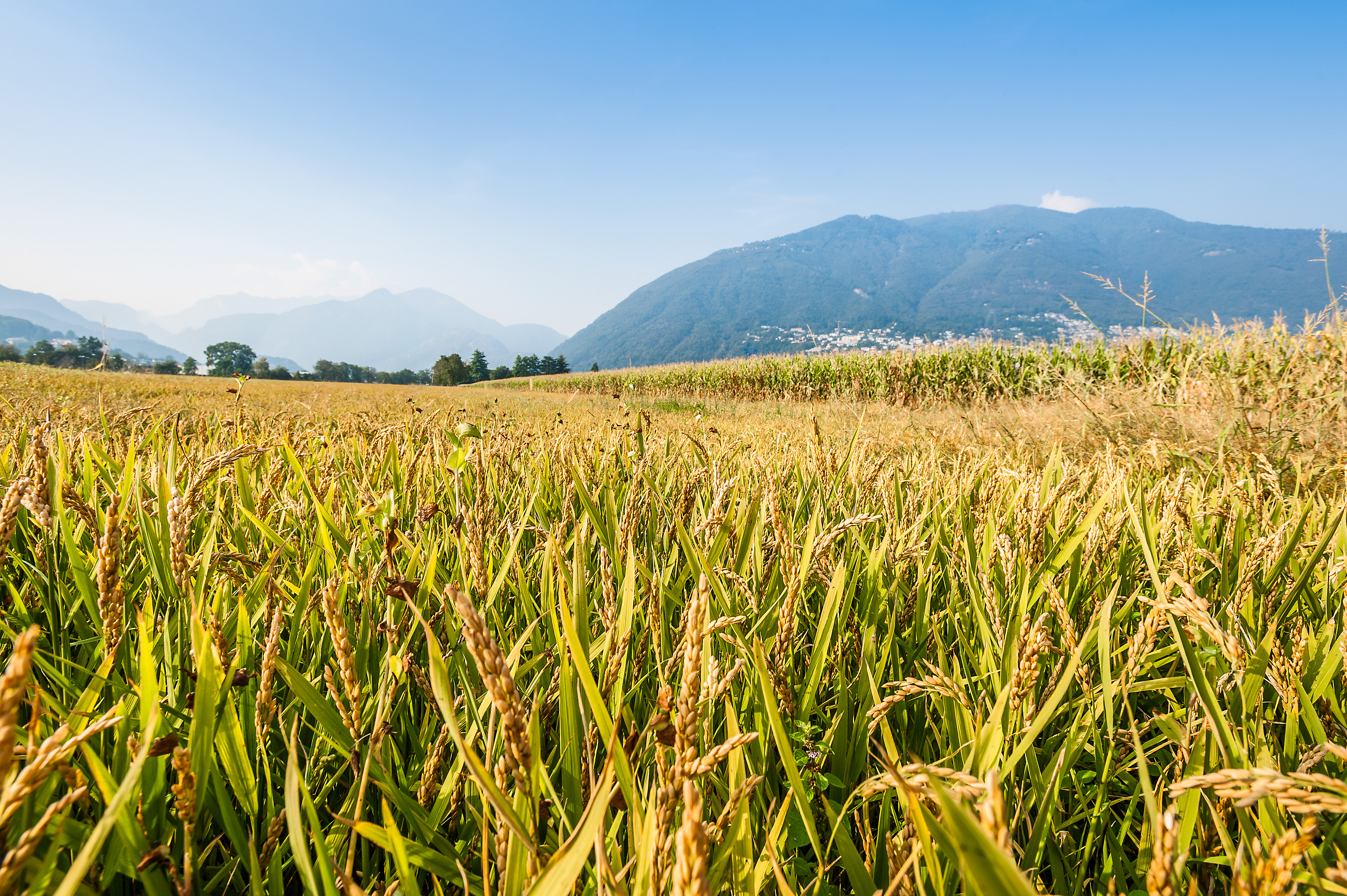 One of the Worlds Northermost Rice Fields, Terrina Farm, Ascona, Ticino, Switzerland