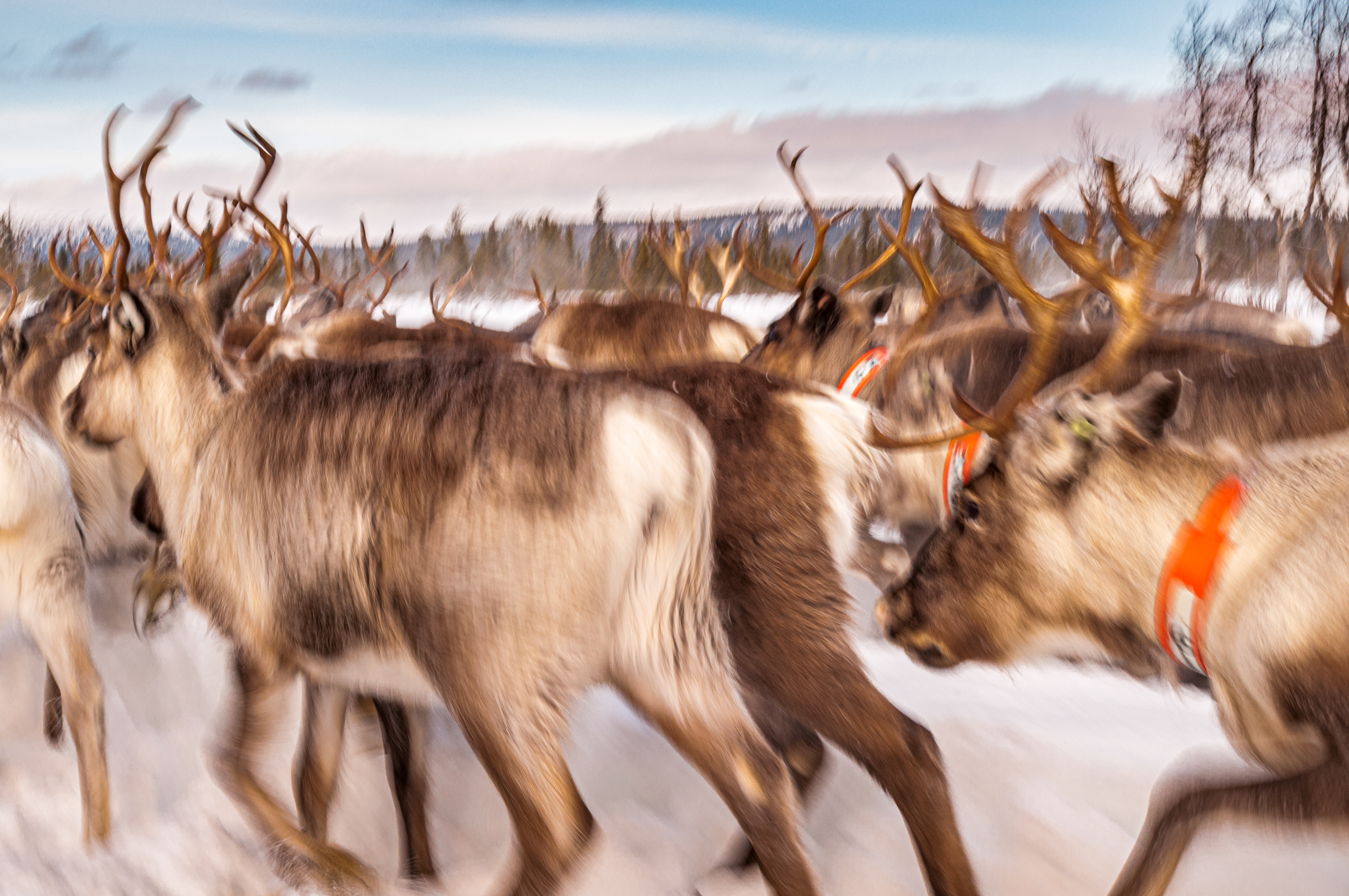 The migration begins, the reindeer in full flow