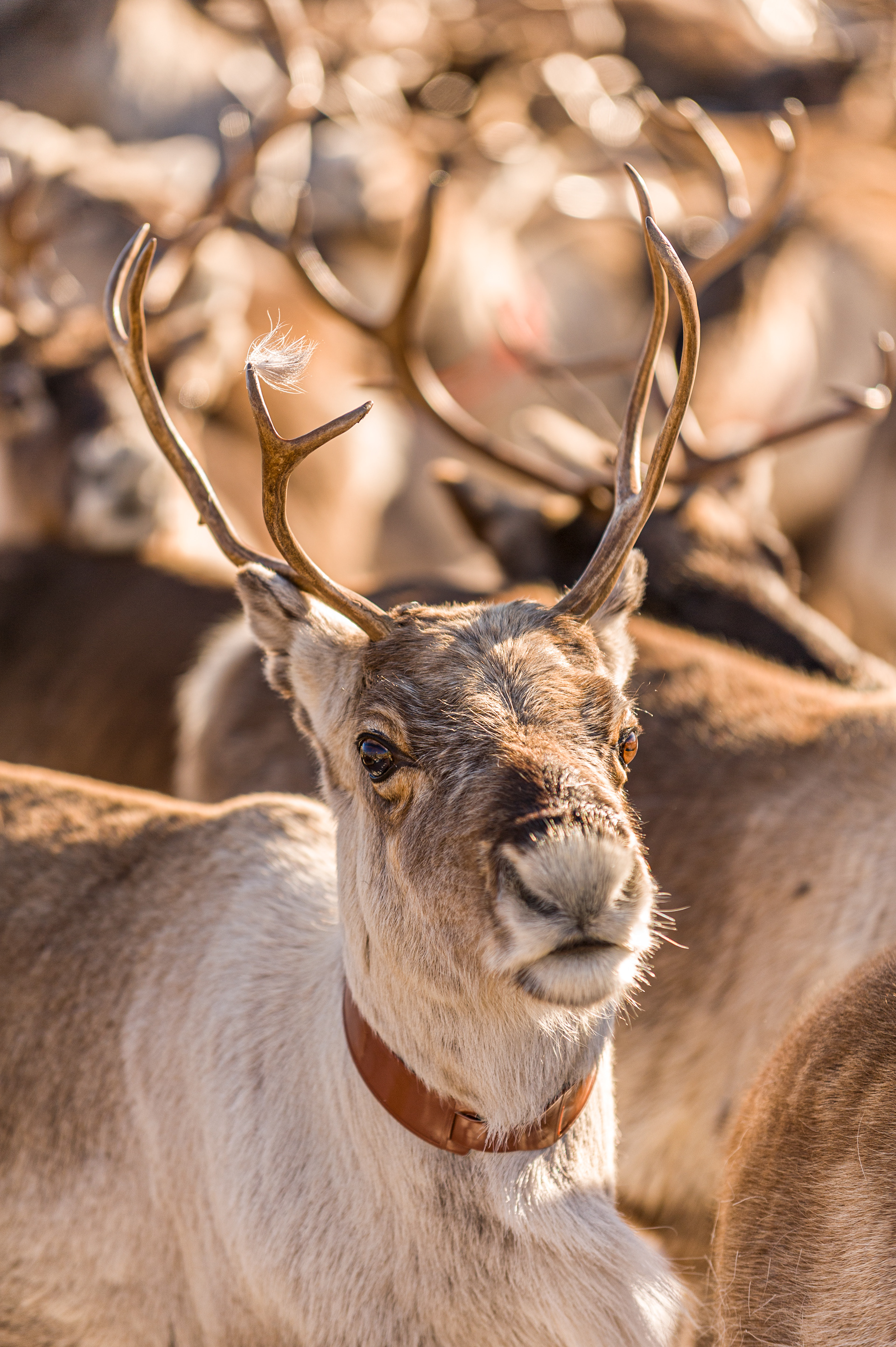 Prior to migration the reindeer are rounded up for tagging