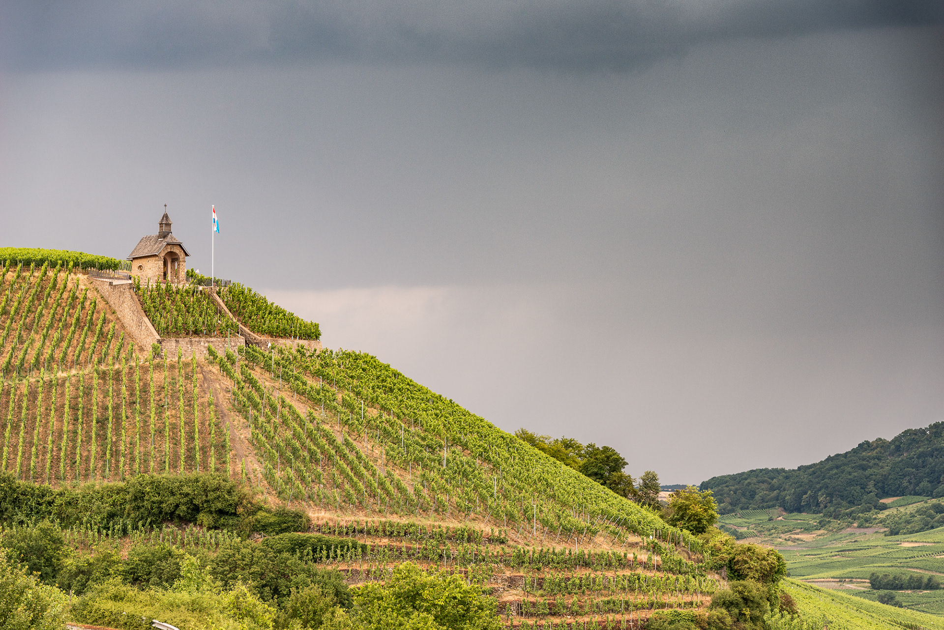 Moselle Region - Vinyards