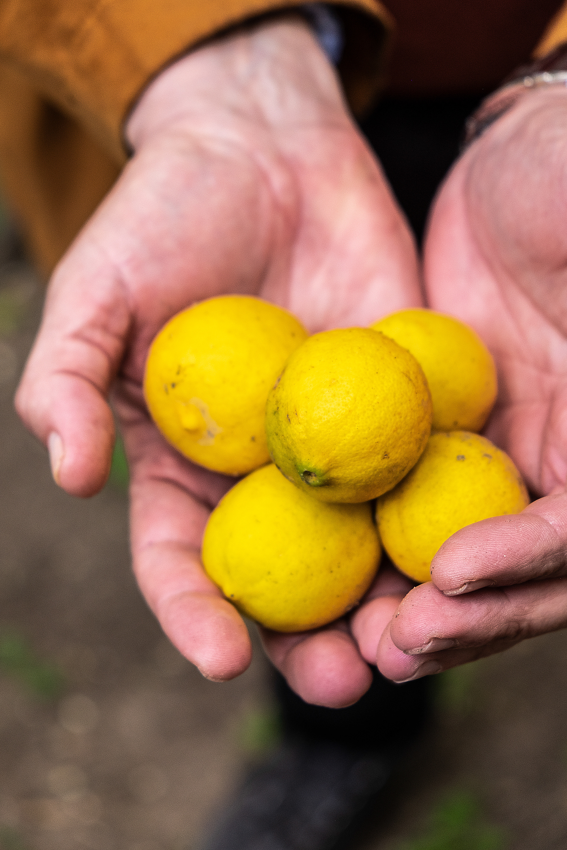 Fresh lemons from the souk