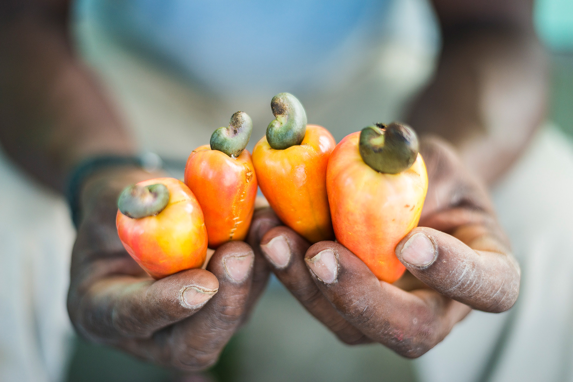 Greg's Safaris is a great way to see the island, along the way locals stop to show us wild cashew nuts they have picked while out walking