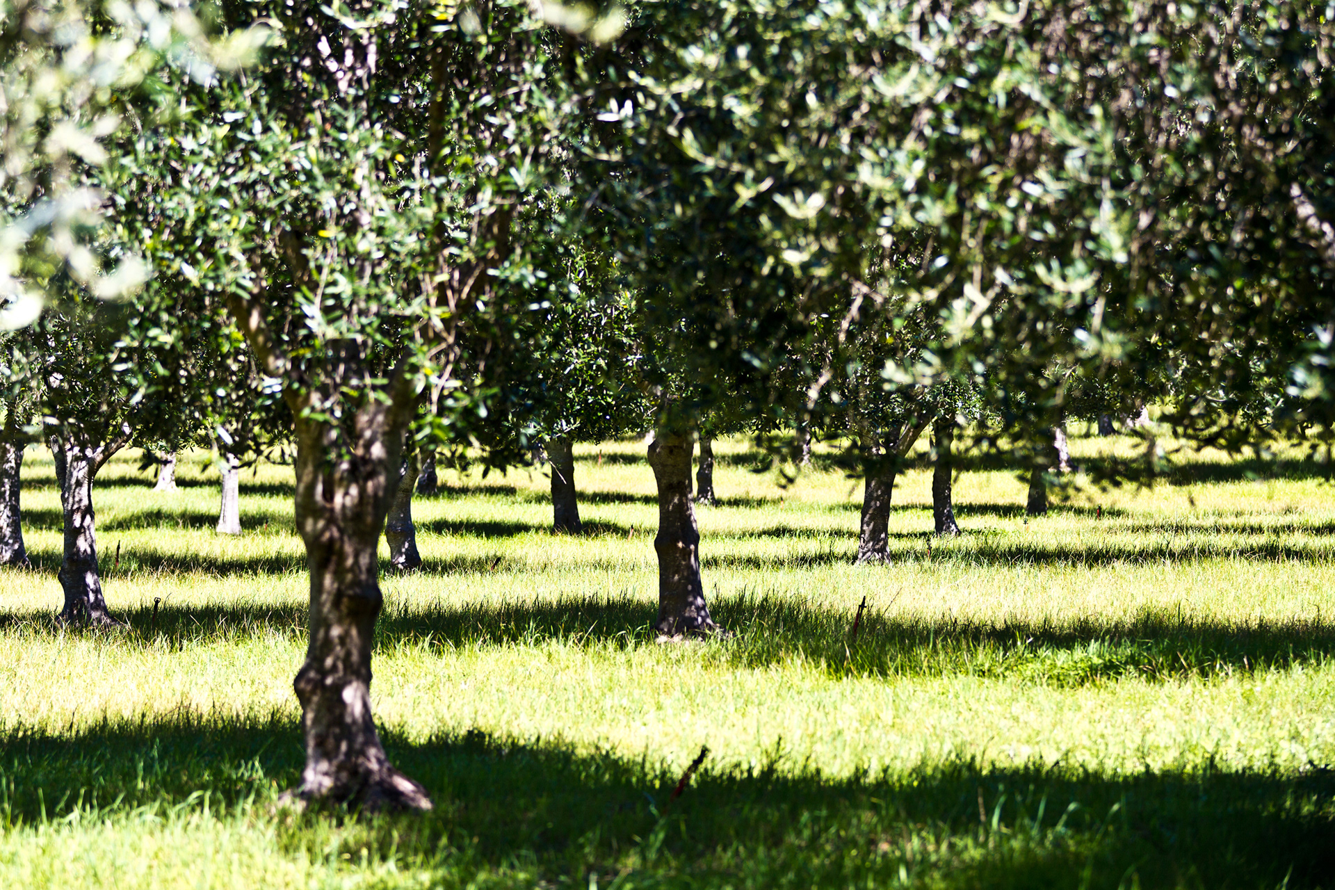 Margaret River - Olio Bello - Olive Trees