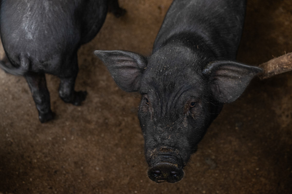 Village life... Village Pigs
