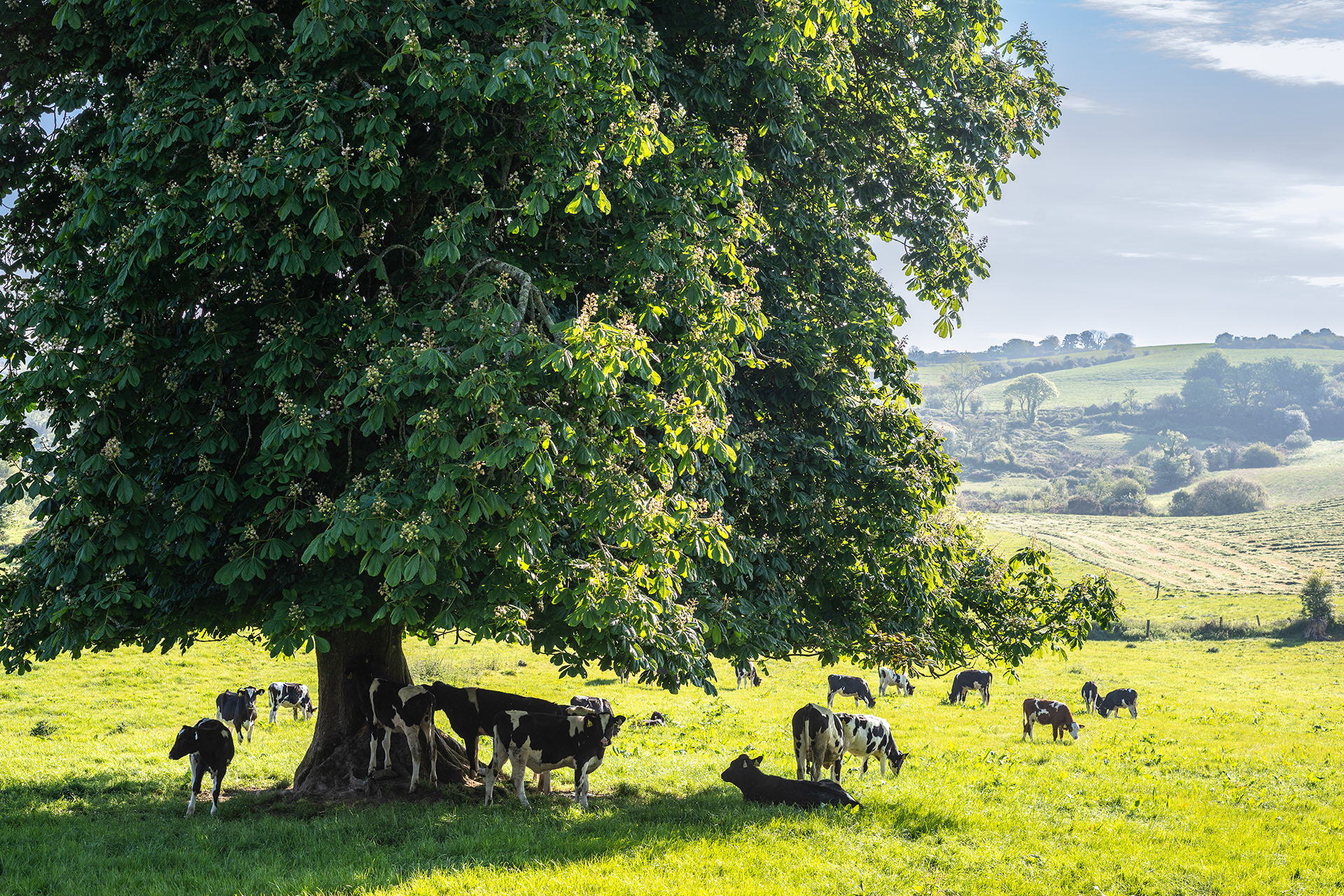 Chestnut View - Church Cross - Skibbereen Area