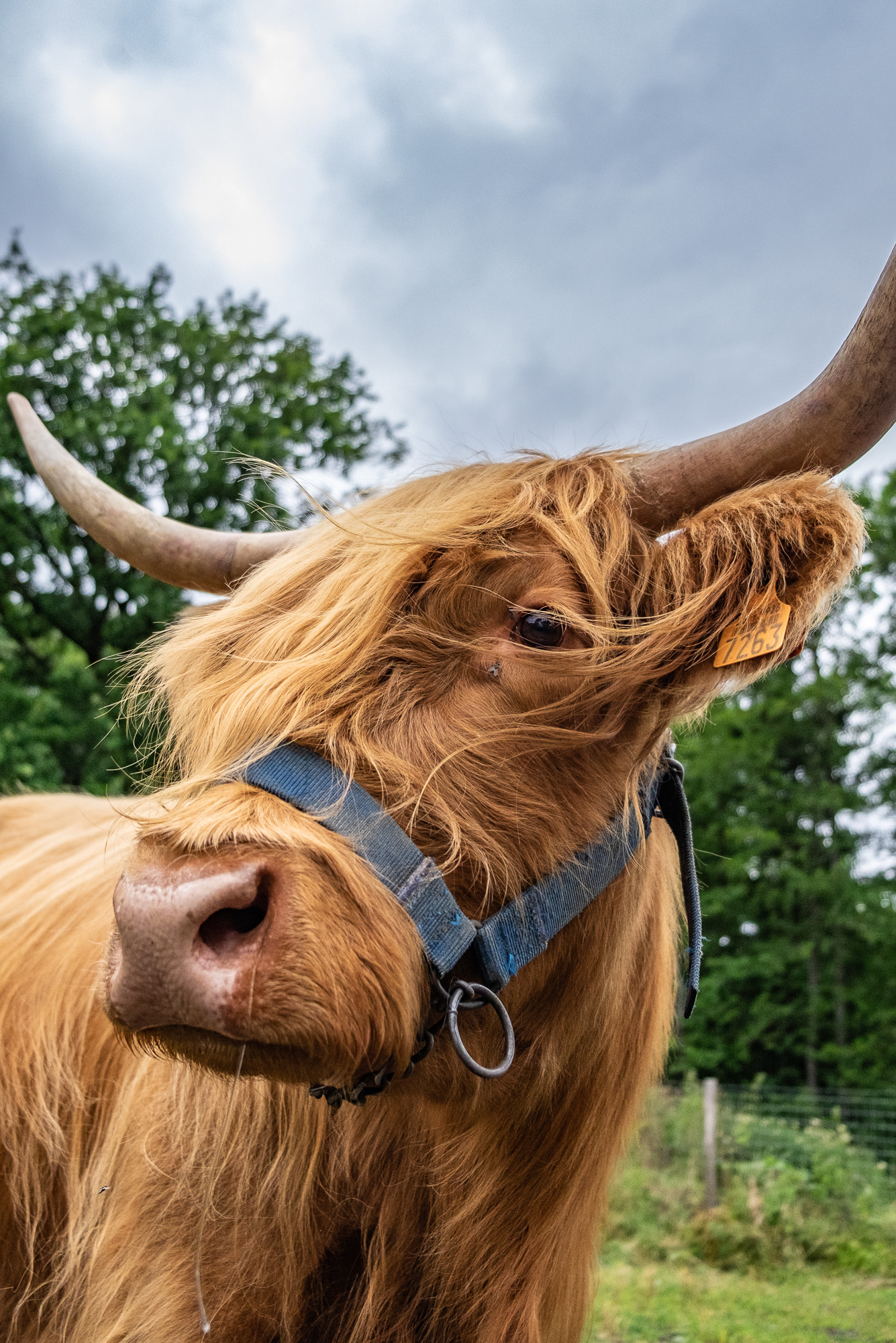 Highland Cow - Highland Cattle Farm - Ardennes Region