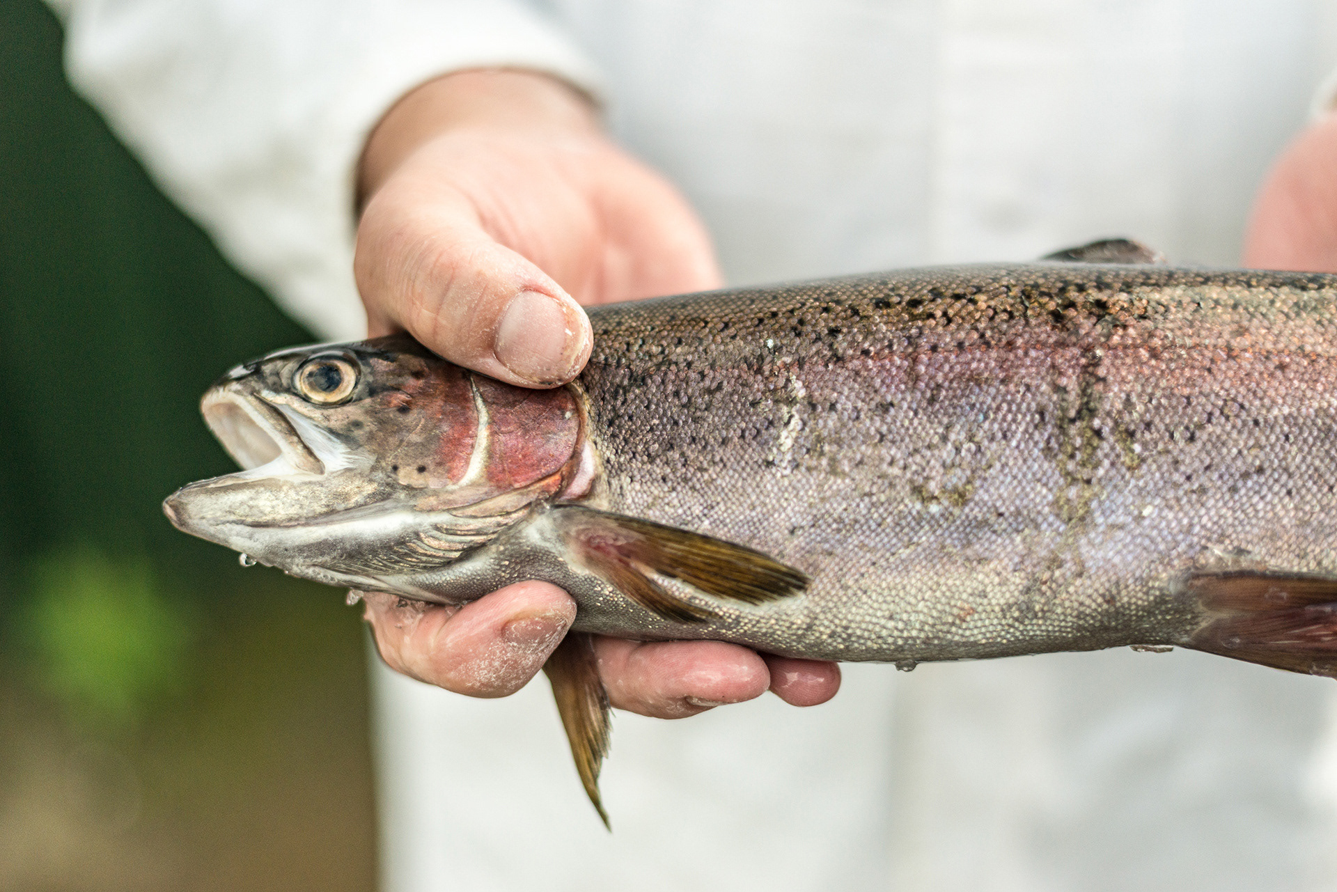 James Hamblet holding a fresh Trout prepared for smoking at Bowland Smokehouse, Dunsop Bridge, Lancs