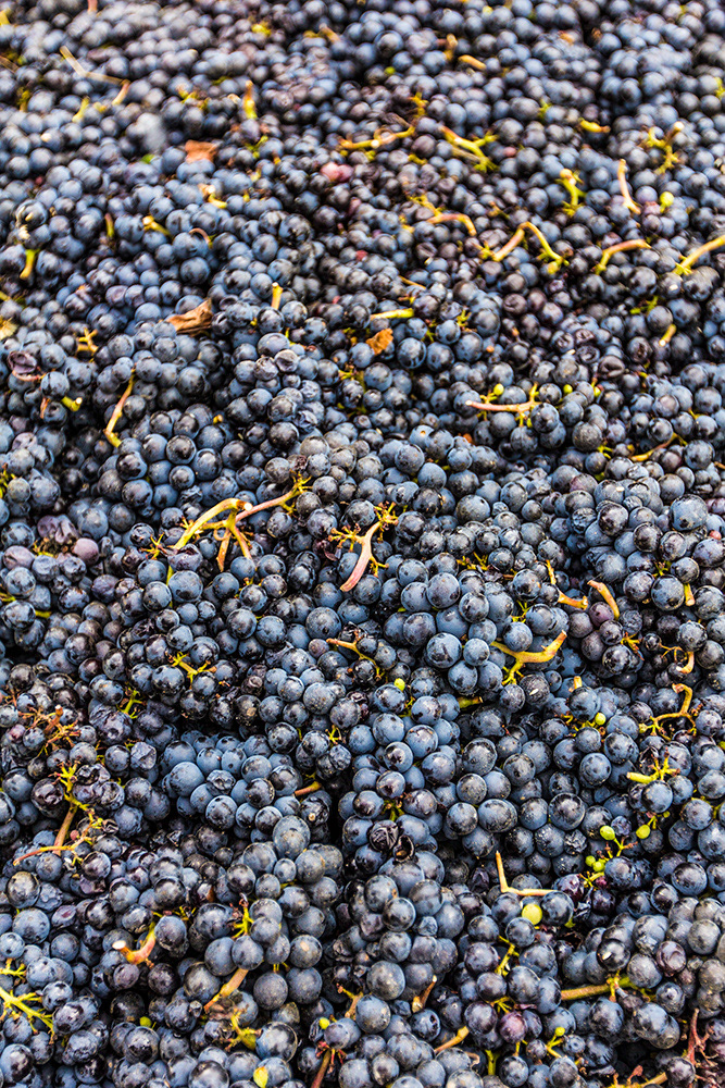 Grape harvest at Montinore Winery, Oregon