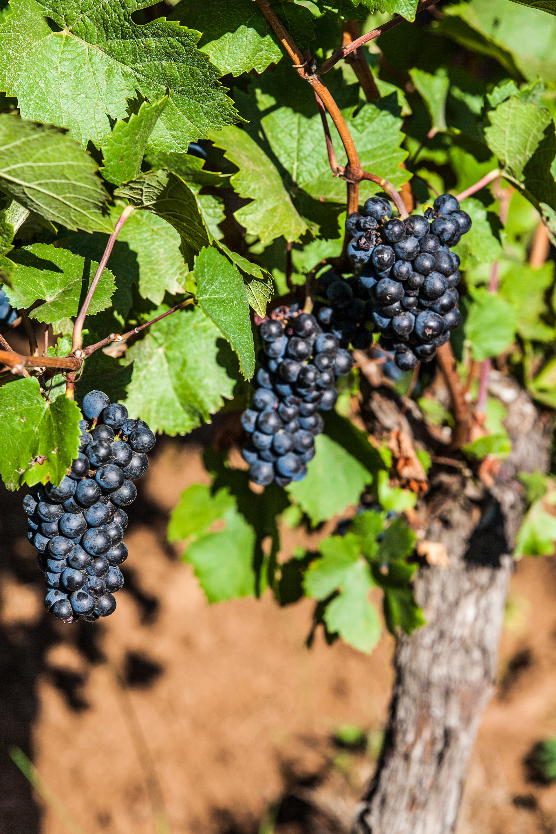 Wine Harvest, Sokol Blosser Winery, Newberg