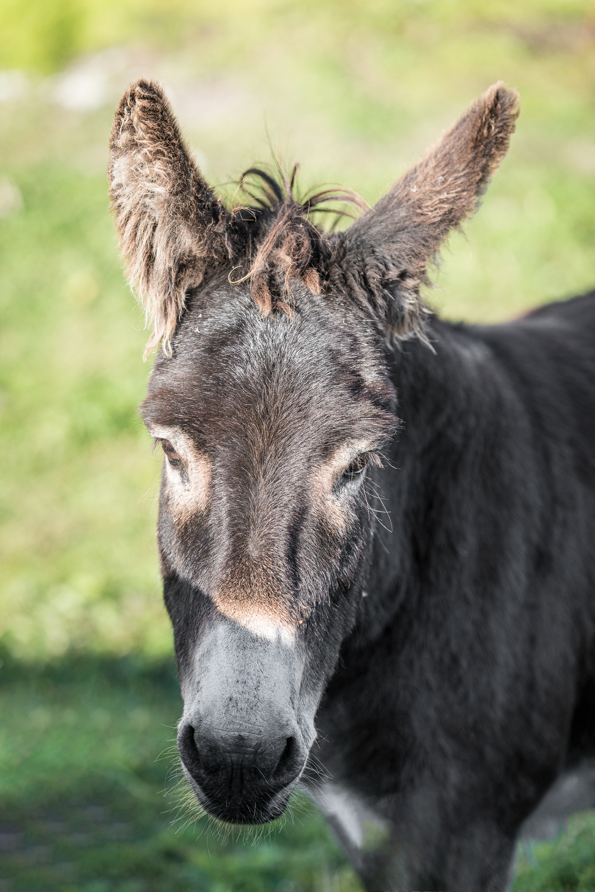 Donkey's at Casla Pier - Kilcummin - Connemara