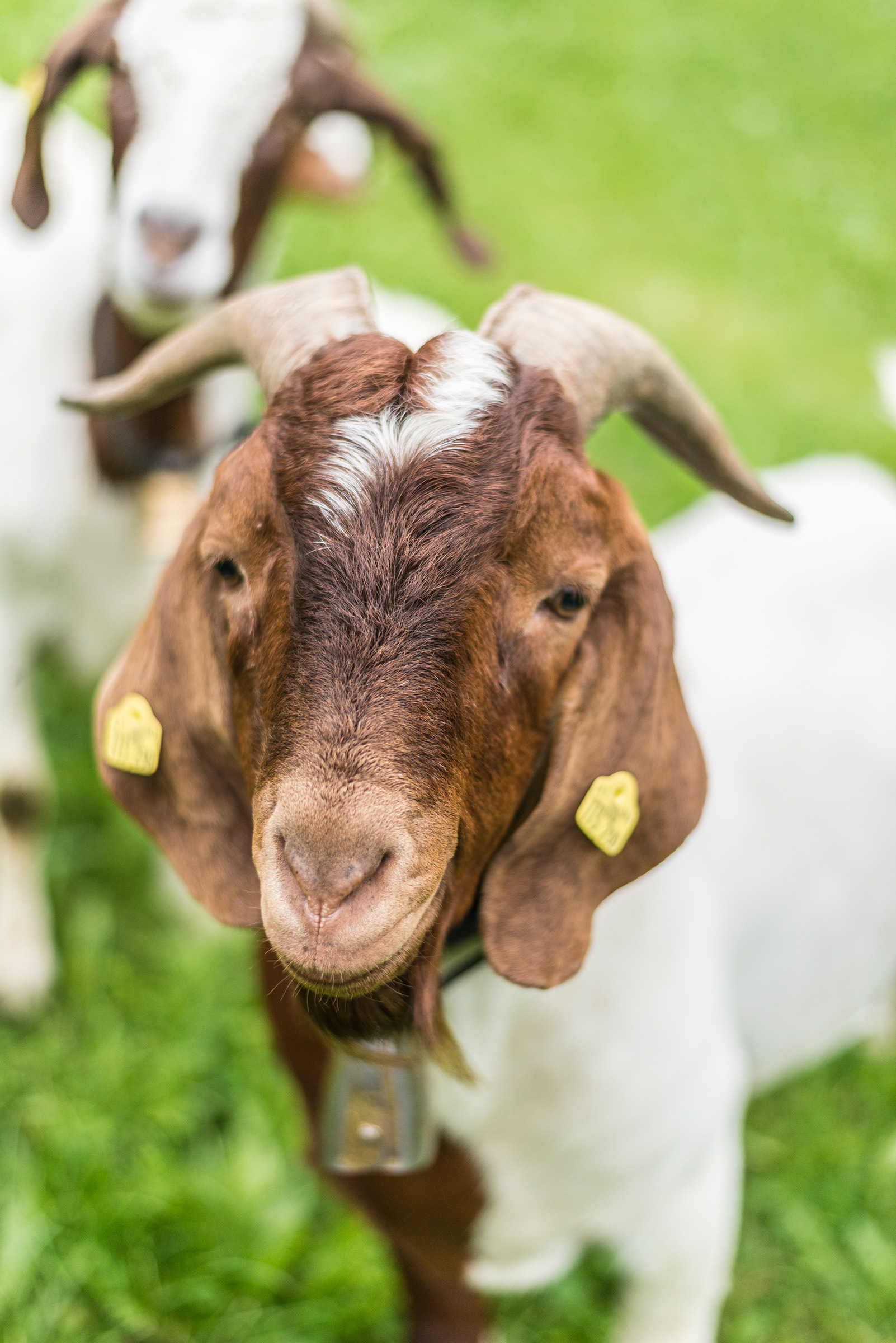 Goats - Bregenzerwald