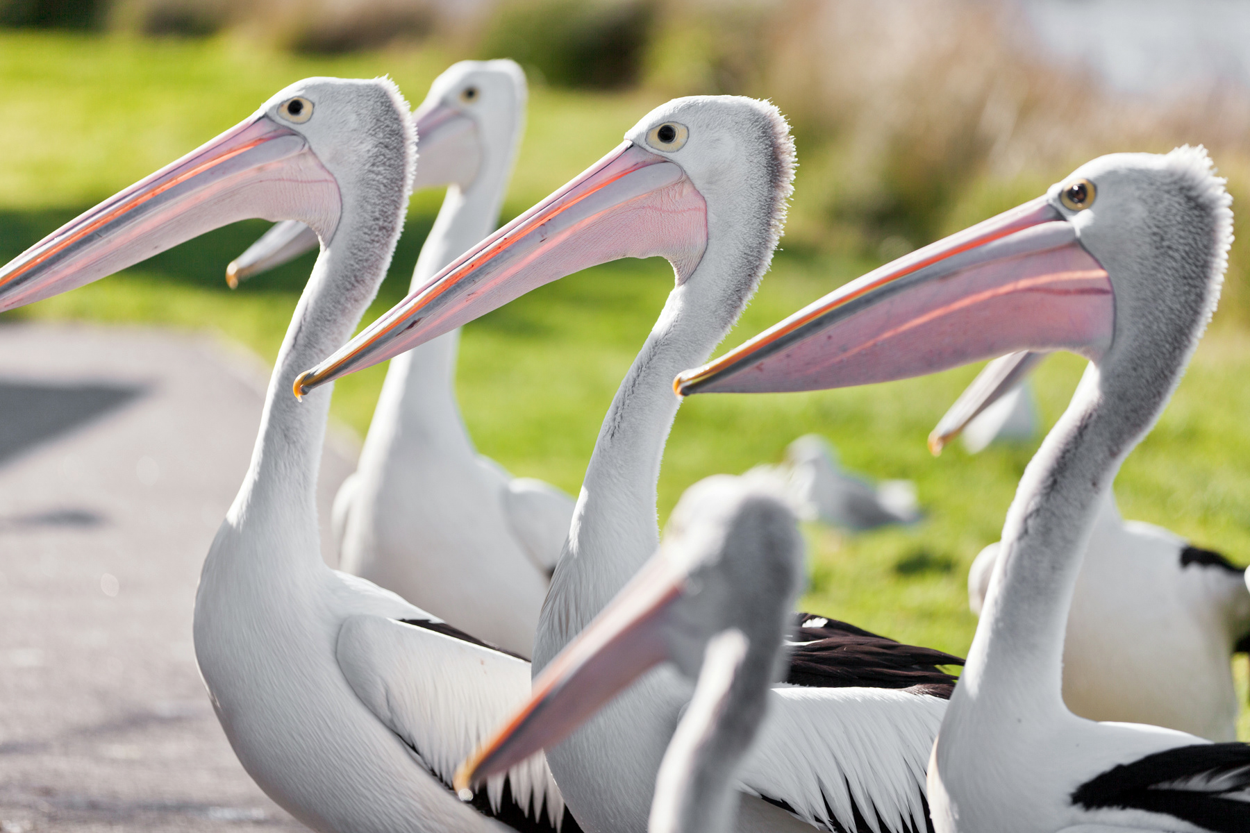Pellicans - Emu Point - Albany