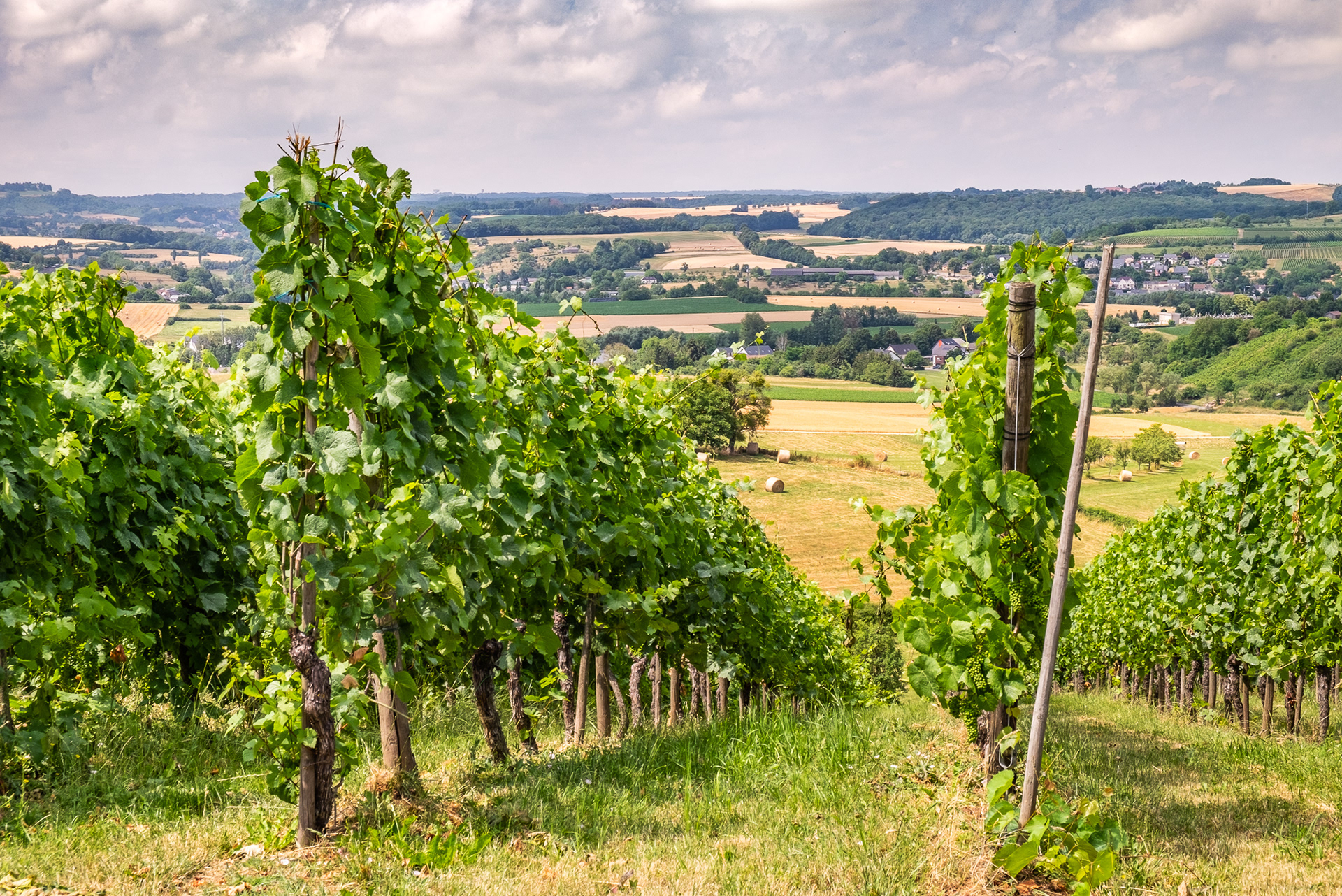 Moselle Region - Vinyards