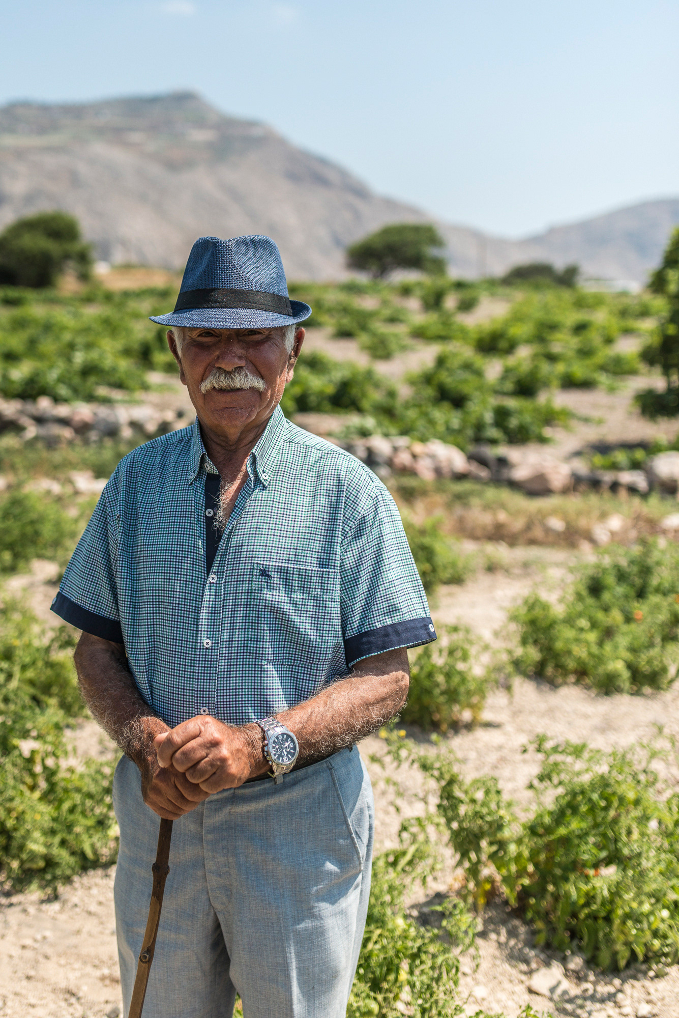 Master tomato grower, Christoforos Fousteris - Santorini's unique soil and climate produce tomatoes of the most wonderfully intense flavour