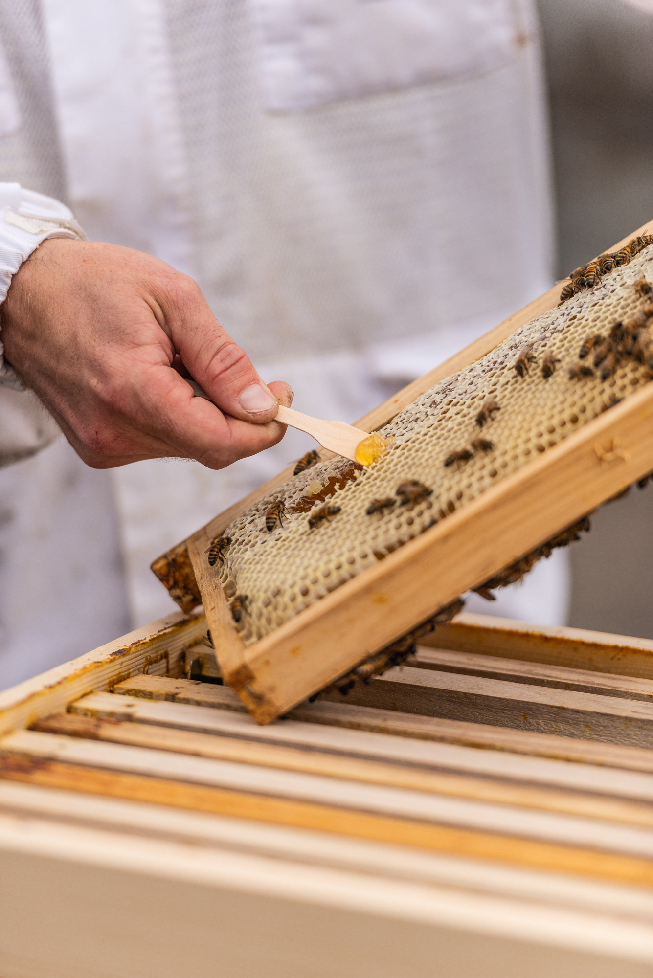 Urban Bee Keeper (Hugo Zeler) Tasting Honey-Sofotel Hotel Roof Kirchberg Area - City Of Luxembourg