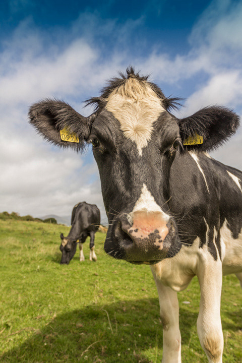 Young Heffers at Farmhouse Dairy Farm, Valentia Island