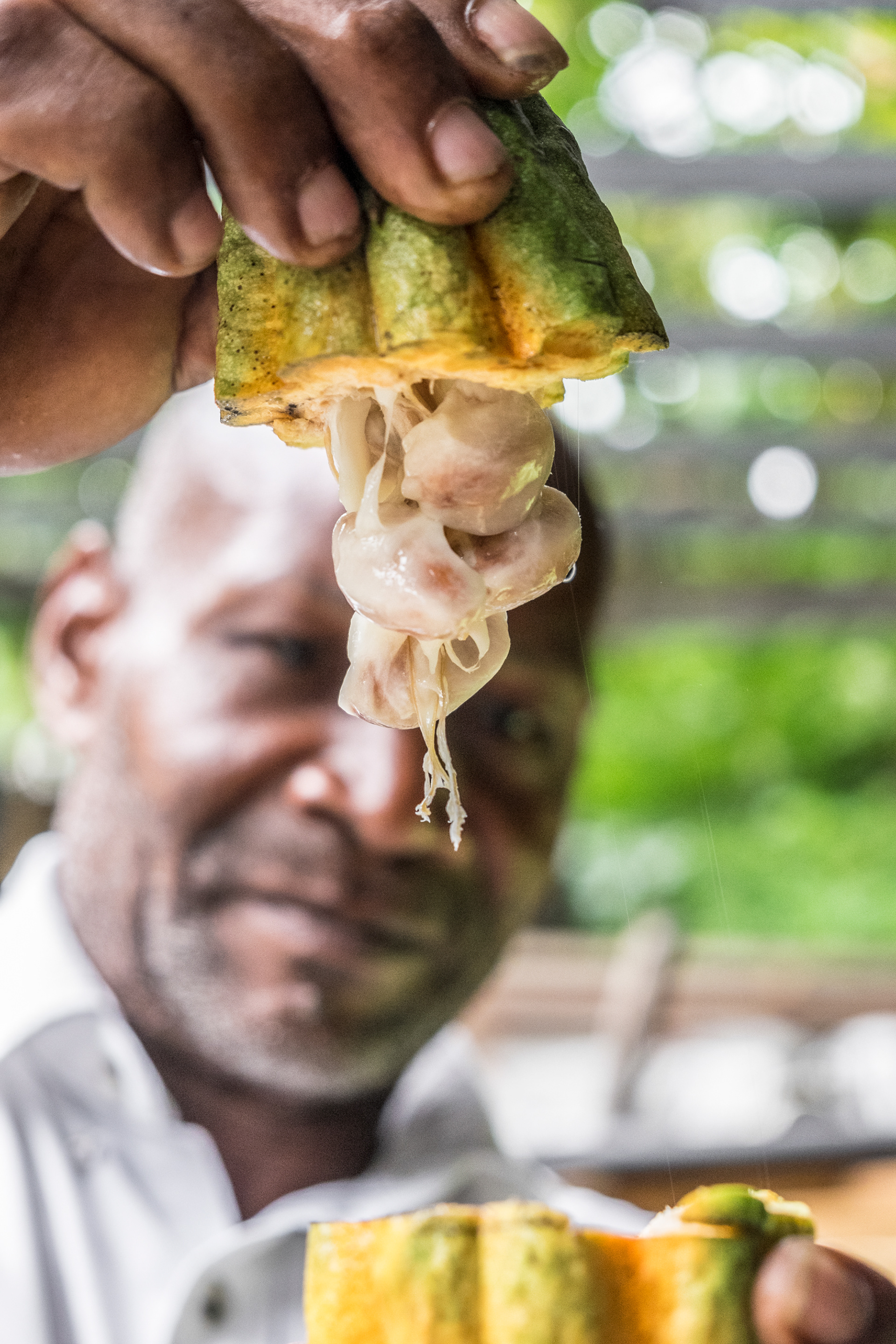 Cuthbert Monroque Cocoa plantation manager at Boucan Estate (Hotel Chocolat), holding Cocoa Pods