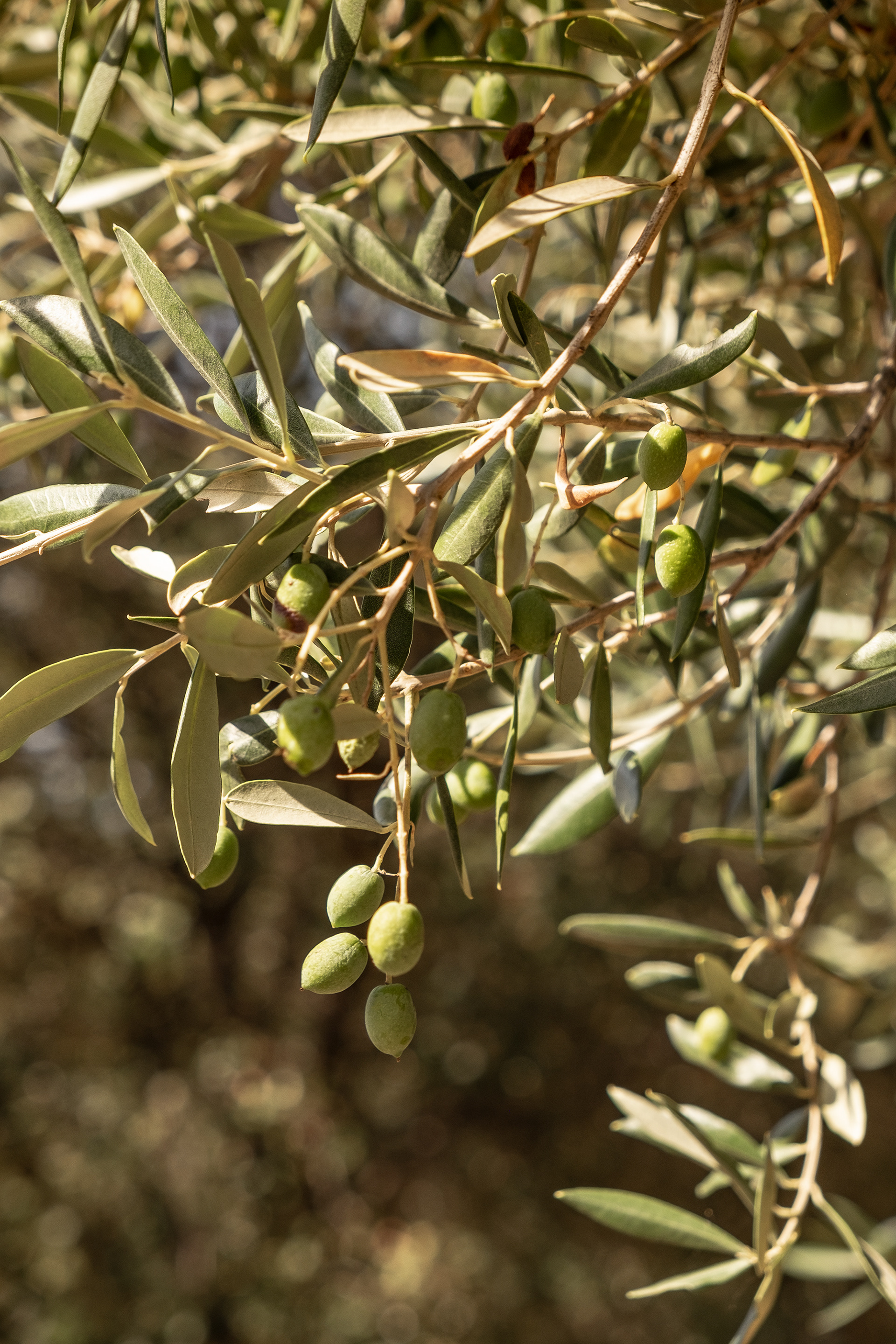 Next years olives on the tree, Huile d' Olive, Zilia Village
