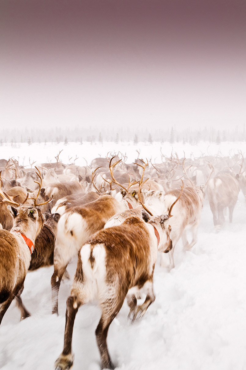 The weather takes a turn for the worst but the migration goes on