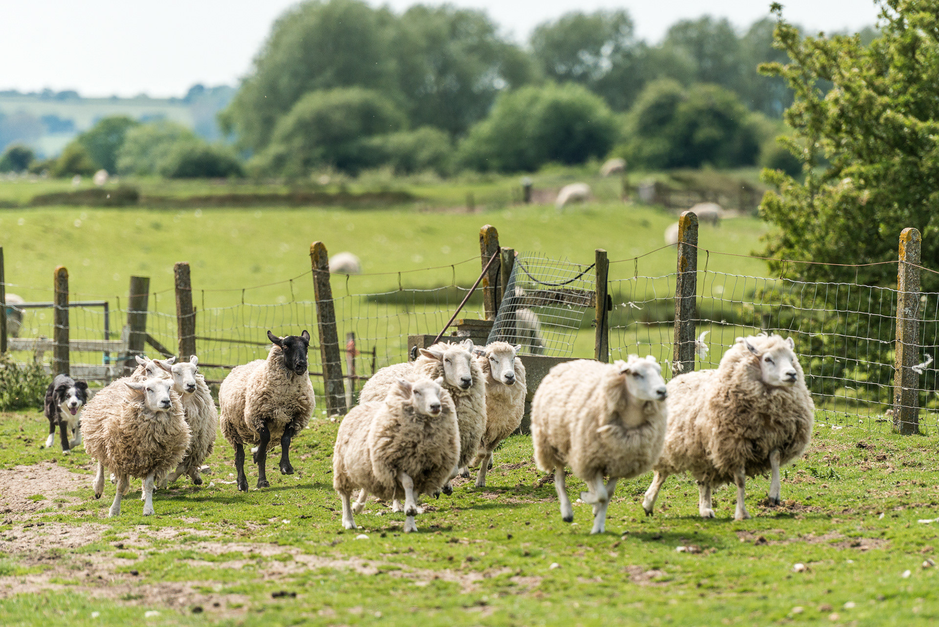 Rounding up the sheep at Ashby Farm, Romney Marsh, Kent
