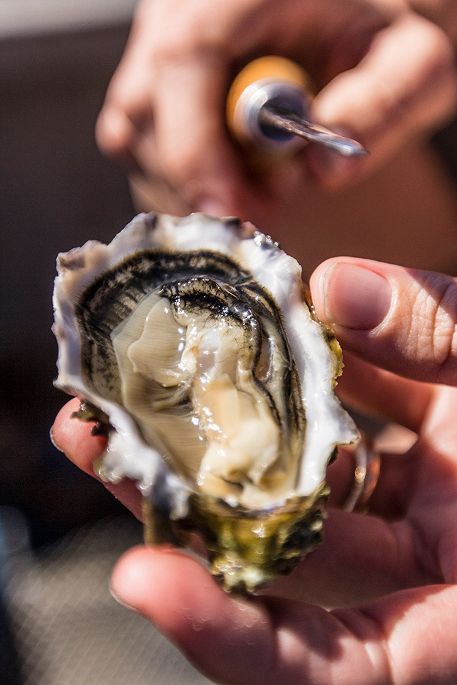 Oyster from Netarts Bay, live in some of the freshest water in America. Oregon, USA