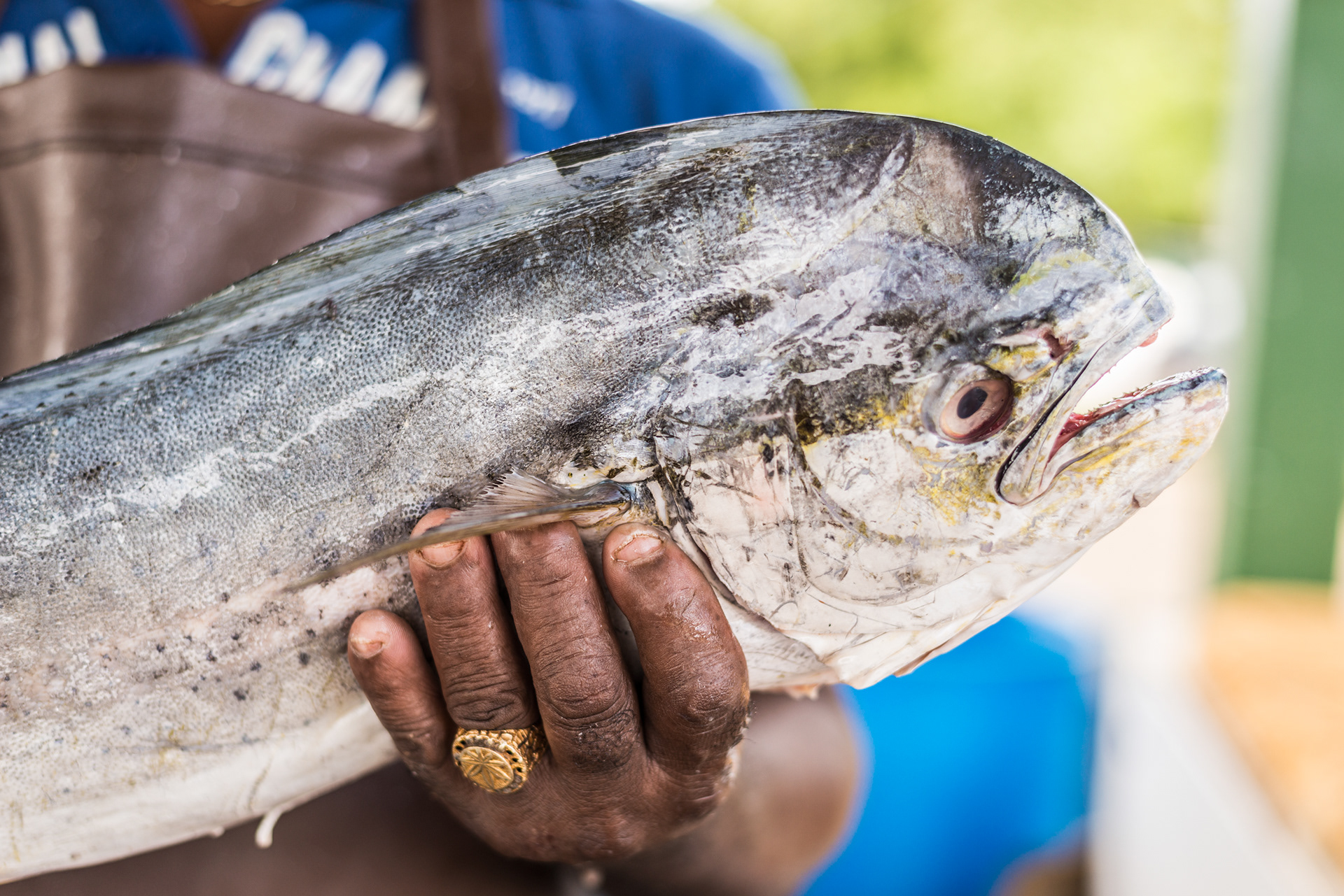 Fishermen with mahi-mahi fish at Gros Islet - St Lucia
