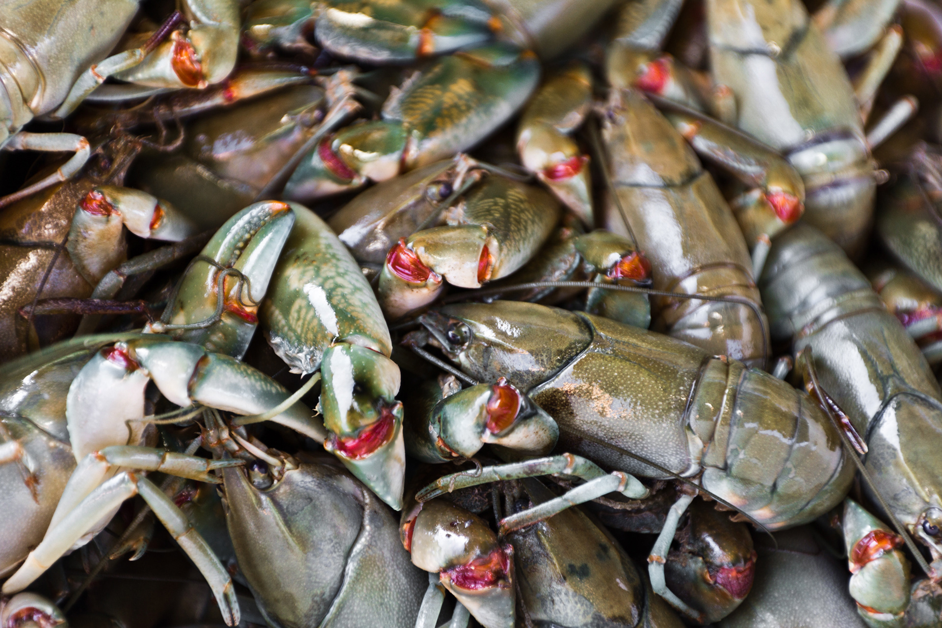 Yabbies - Small Freshwater Crayfish, they look mean but taste great! Albany Farmers Market