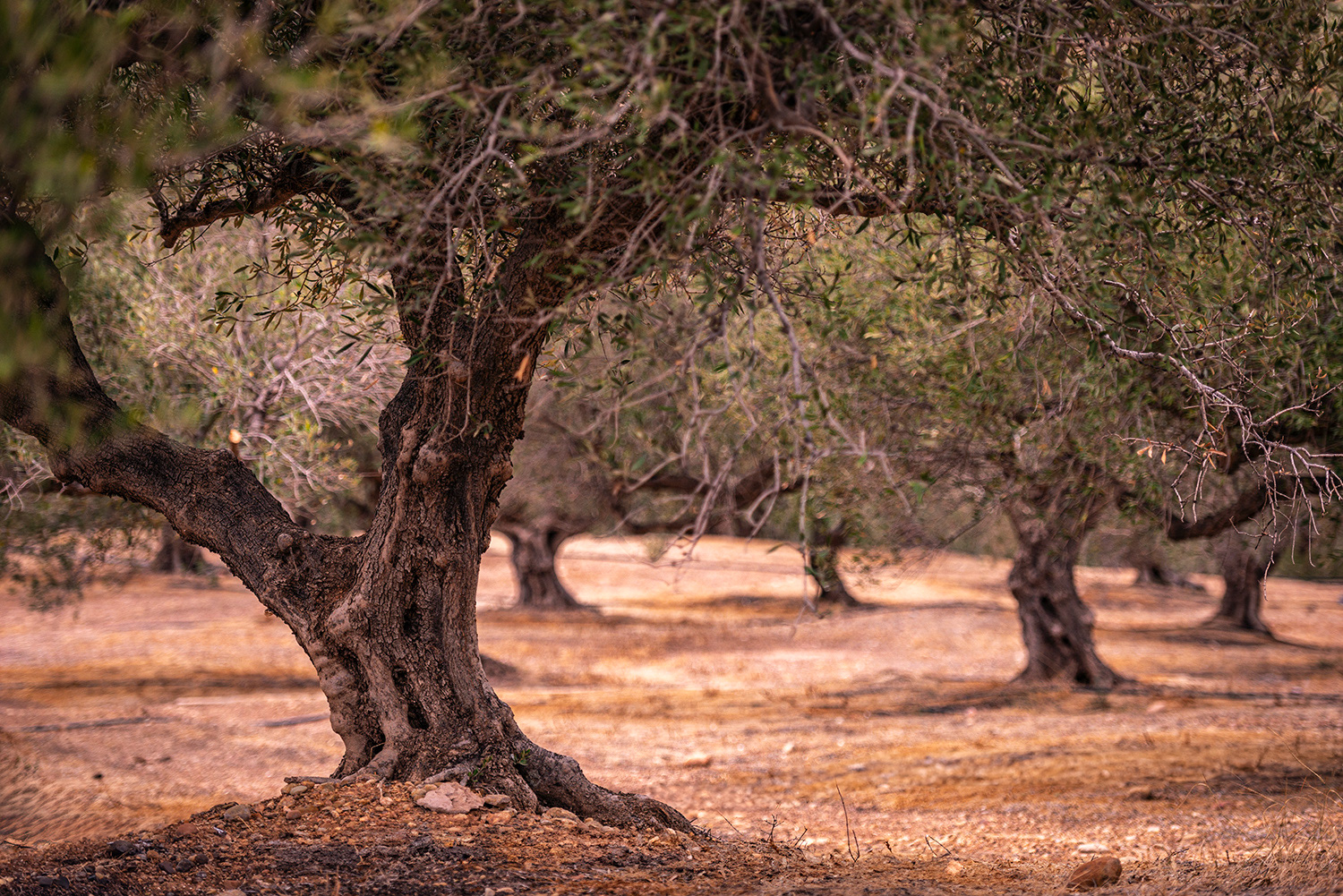 Taxidi Olive Farm - Zakros