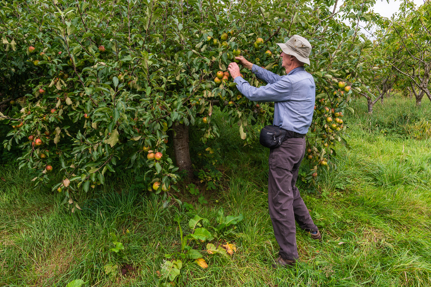 Graham Luckraft volunteer apple picker at Augernik Fruit Farm