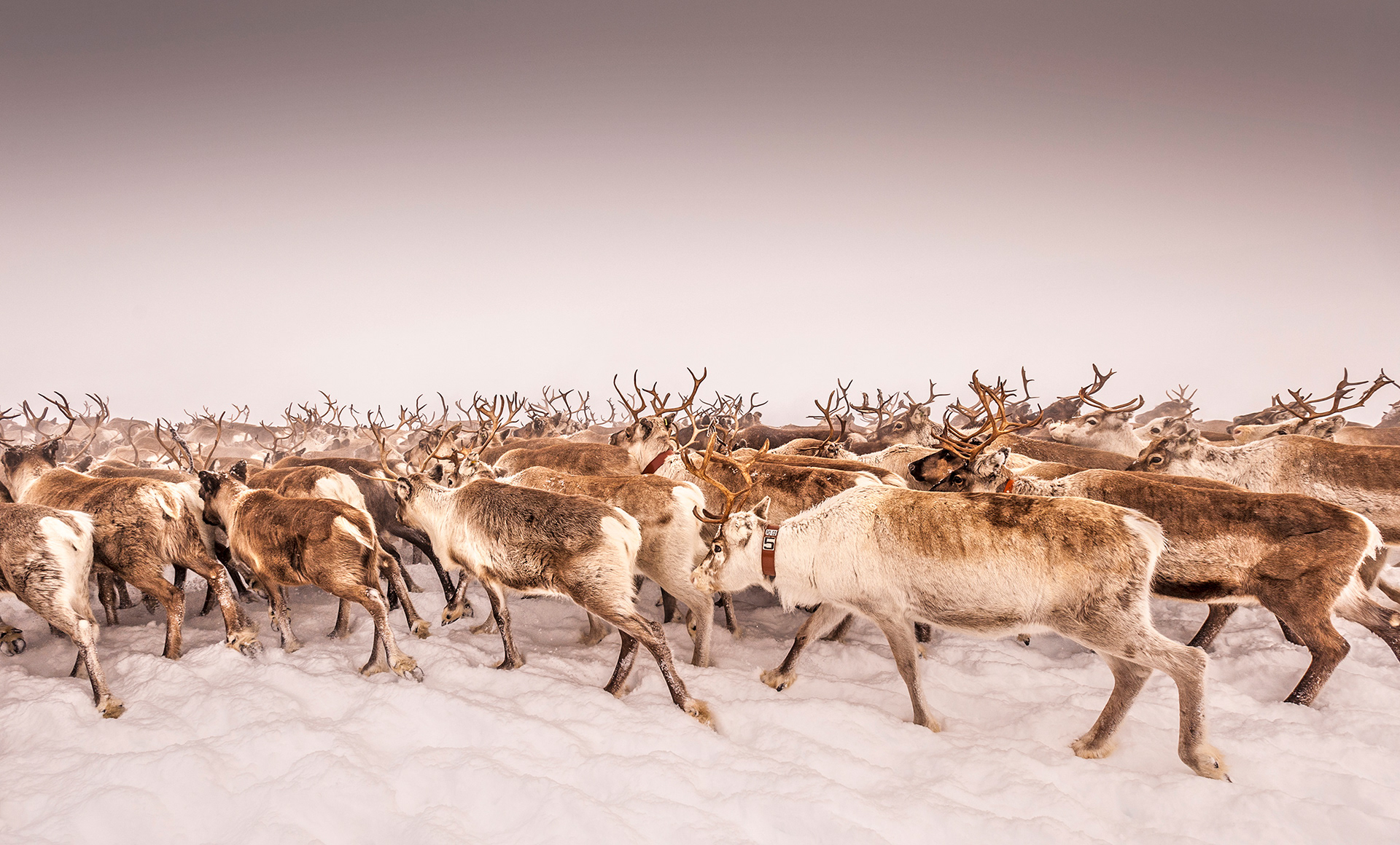 Tired and hungry the weary reindeer herd battles bad weather and freezing temperatures