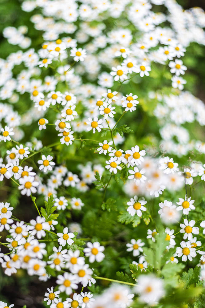 Moor Flowers (Camomile) at Schulhus Krumbuach restaurant, Bregenzerwald