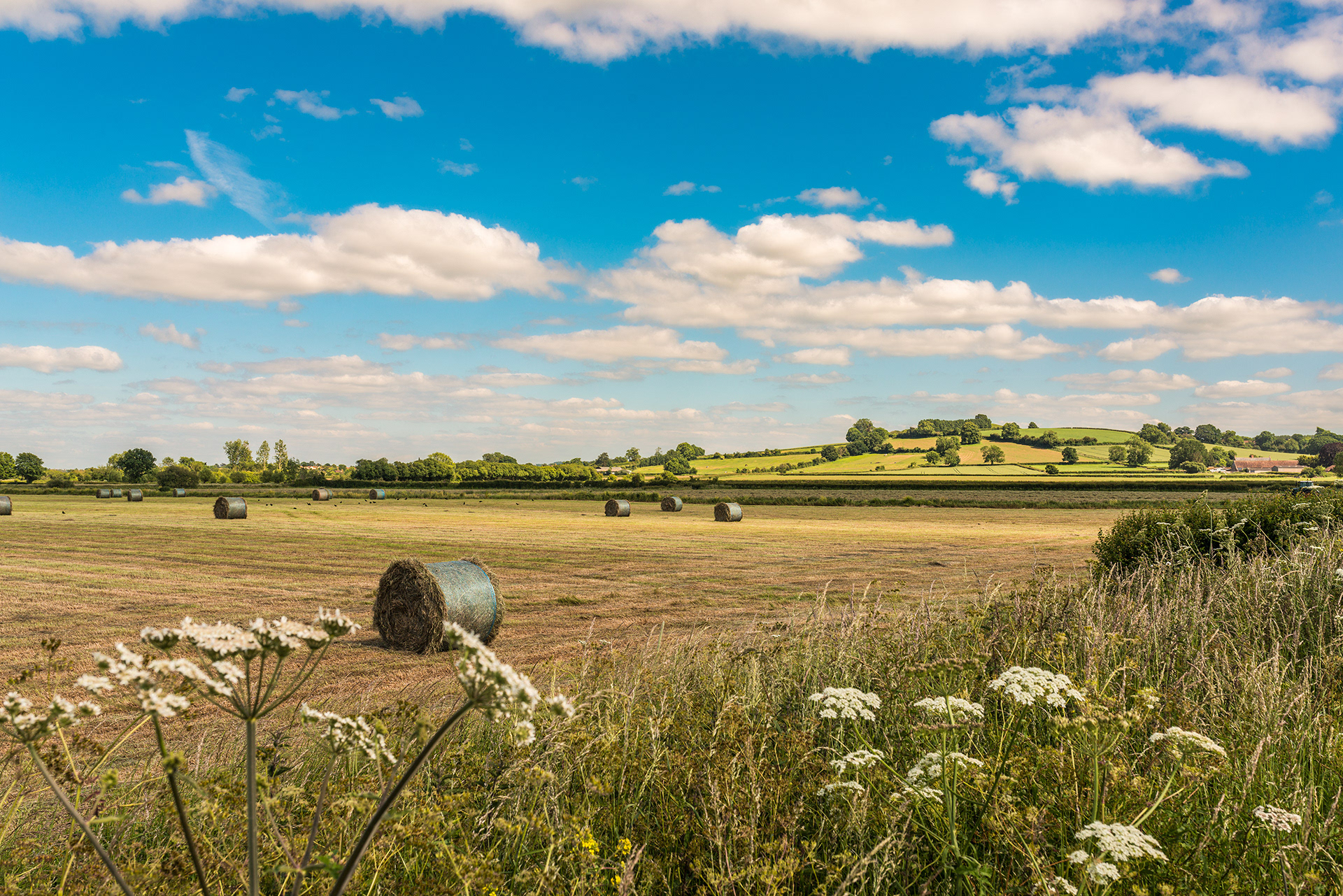 Late summer fields near Hambridge