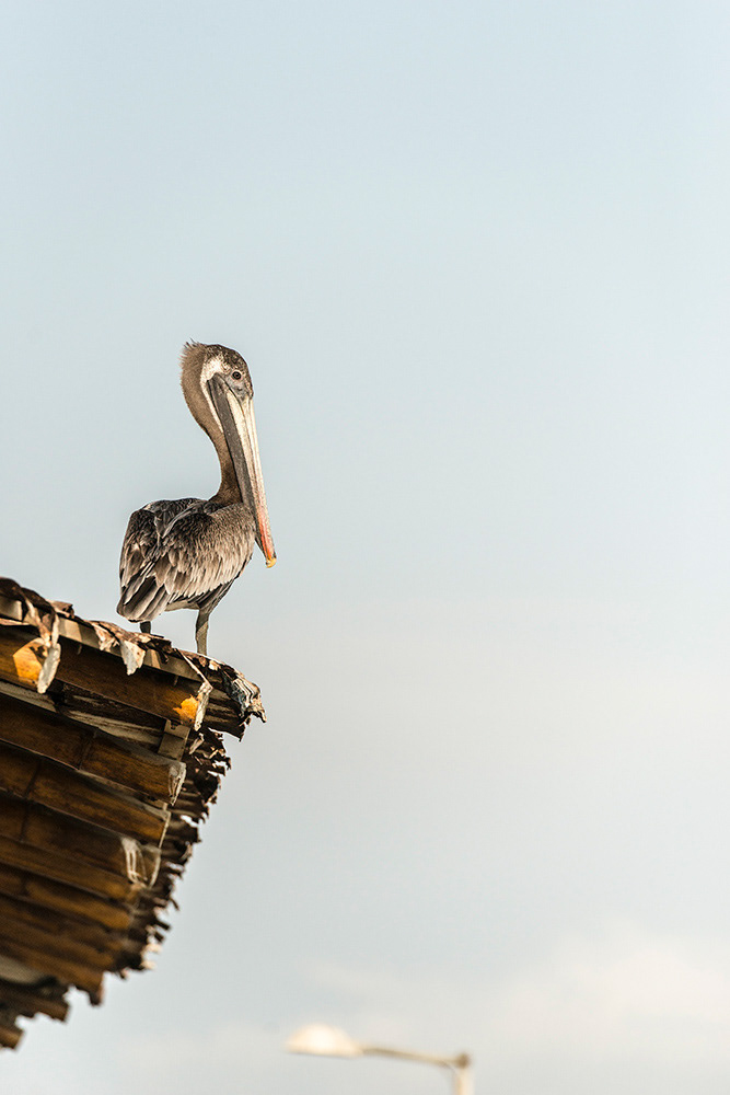 You know your half a world away when the local Pelicans are as numerous as sparrows, Manta Fish Market