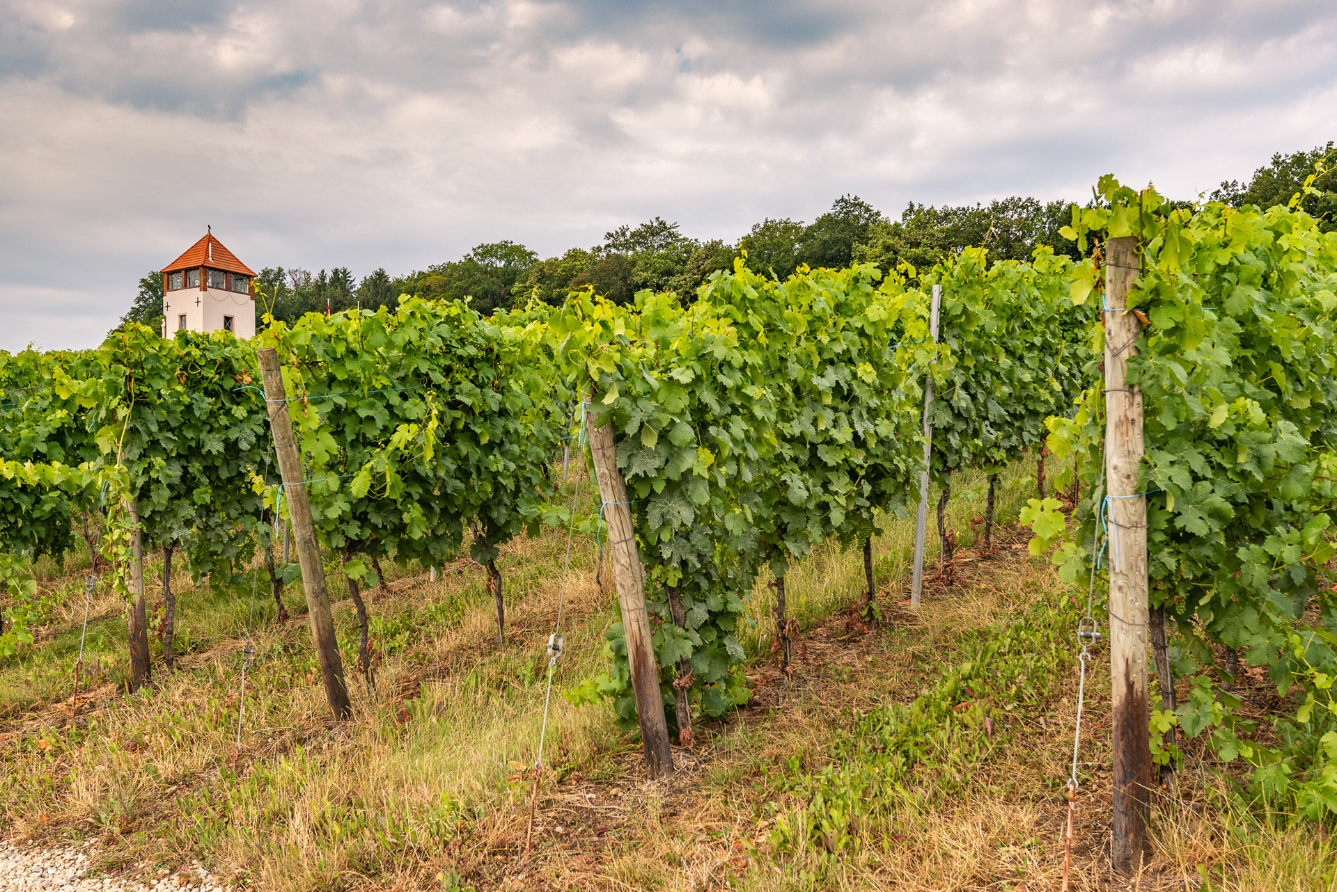 Moselle Region - Vinyards