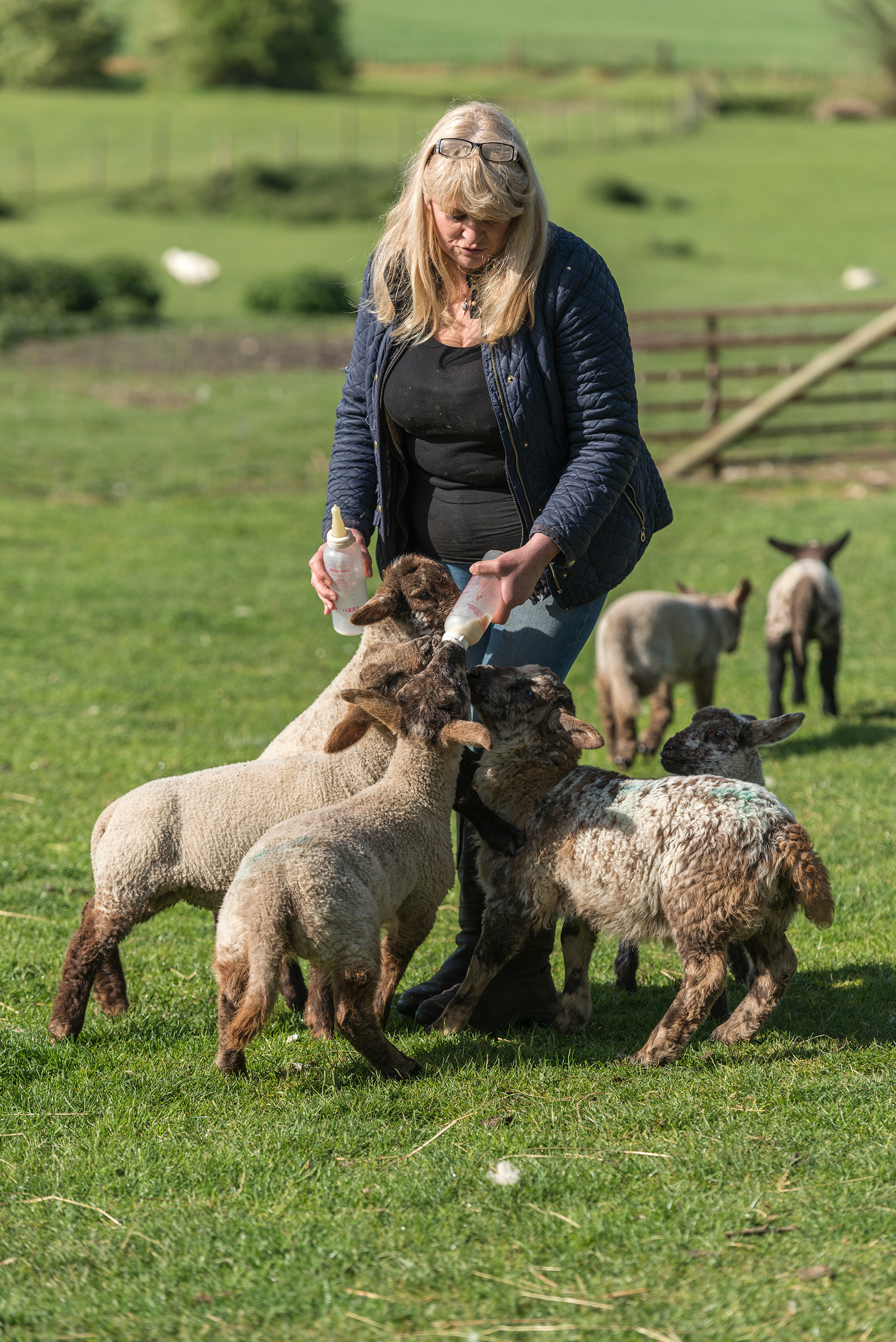 Nicky Feeding Orphaned Lambs