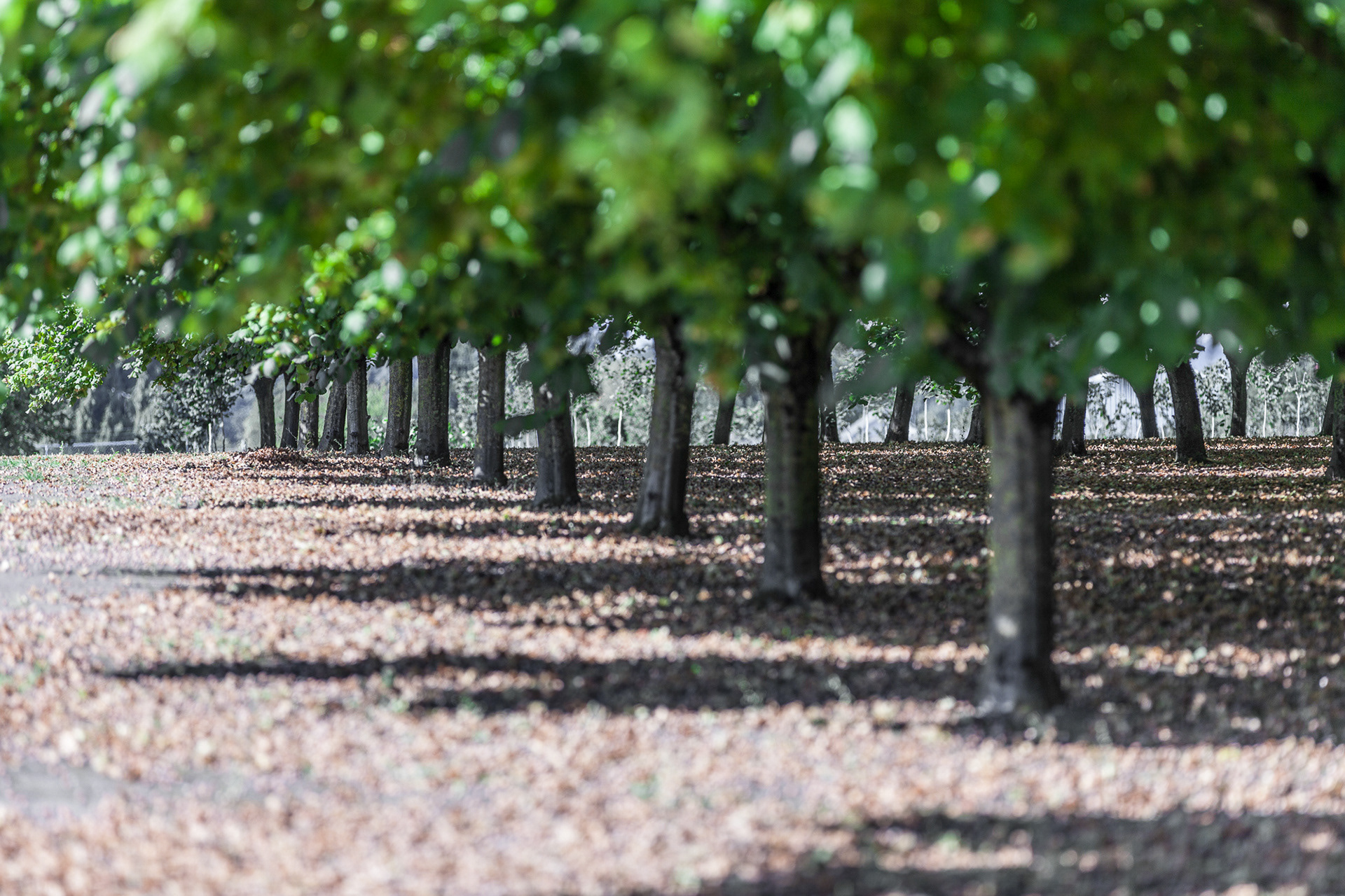 Hazelnut Orchard, Newberg, Oregon, USA