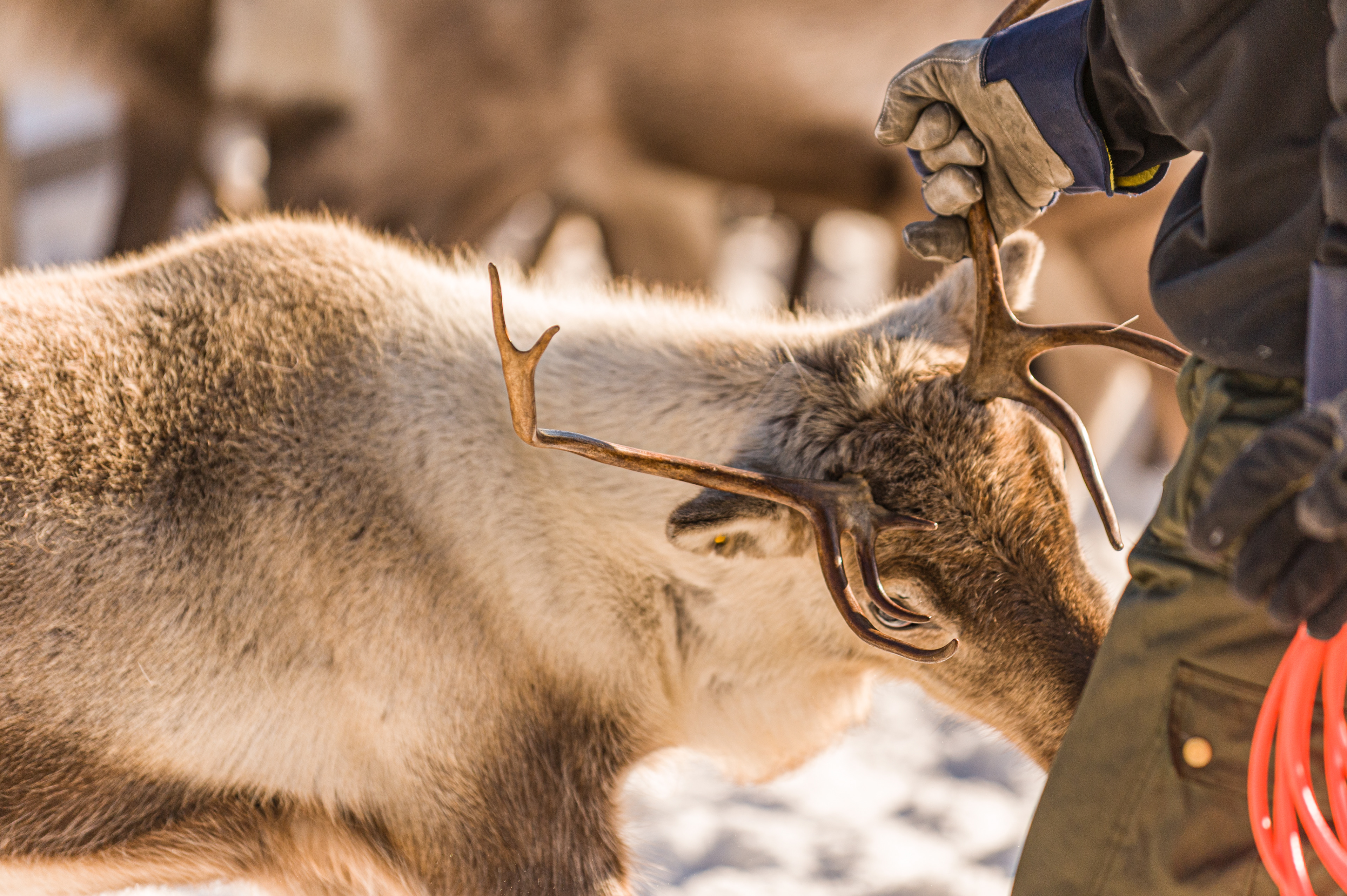 Capture, corralling and tagging prior to migration