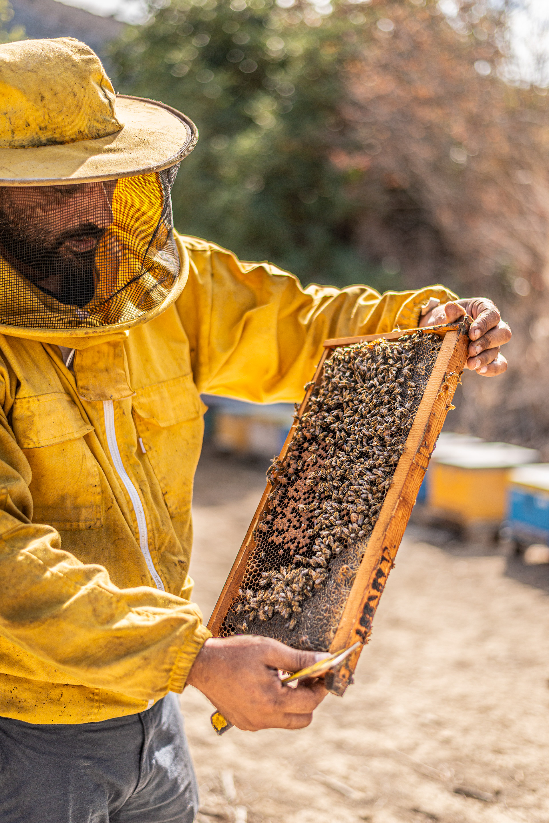 Manos Savvidakis - Savvidakis Family Beekeeping & Honey Production - Sitia
