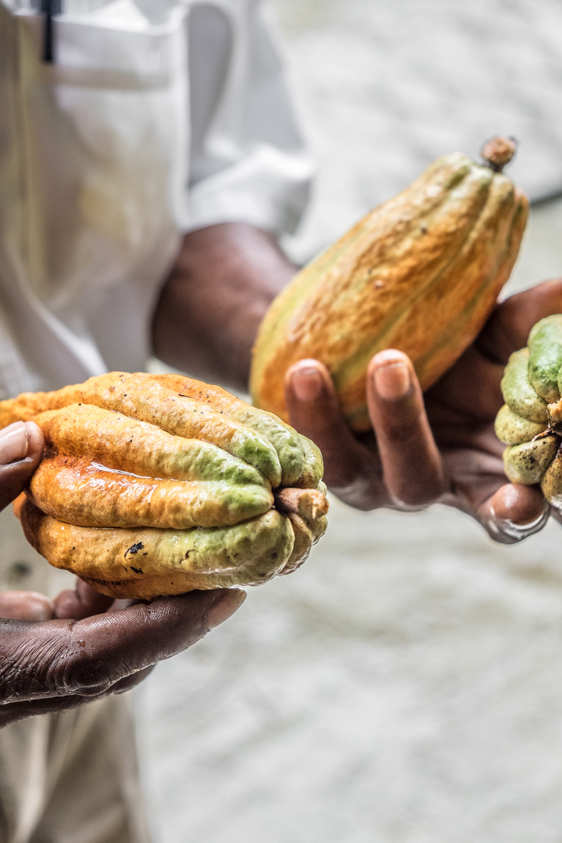 Cocoa growers holding cocoa pods at the Boucan Estate (Hotel Chocolate), St Lucia