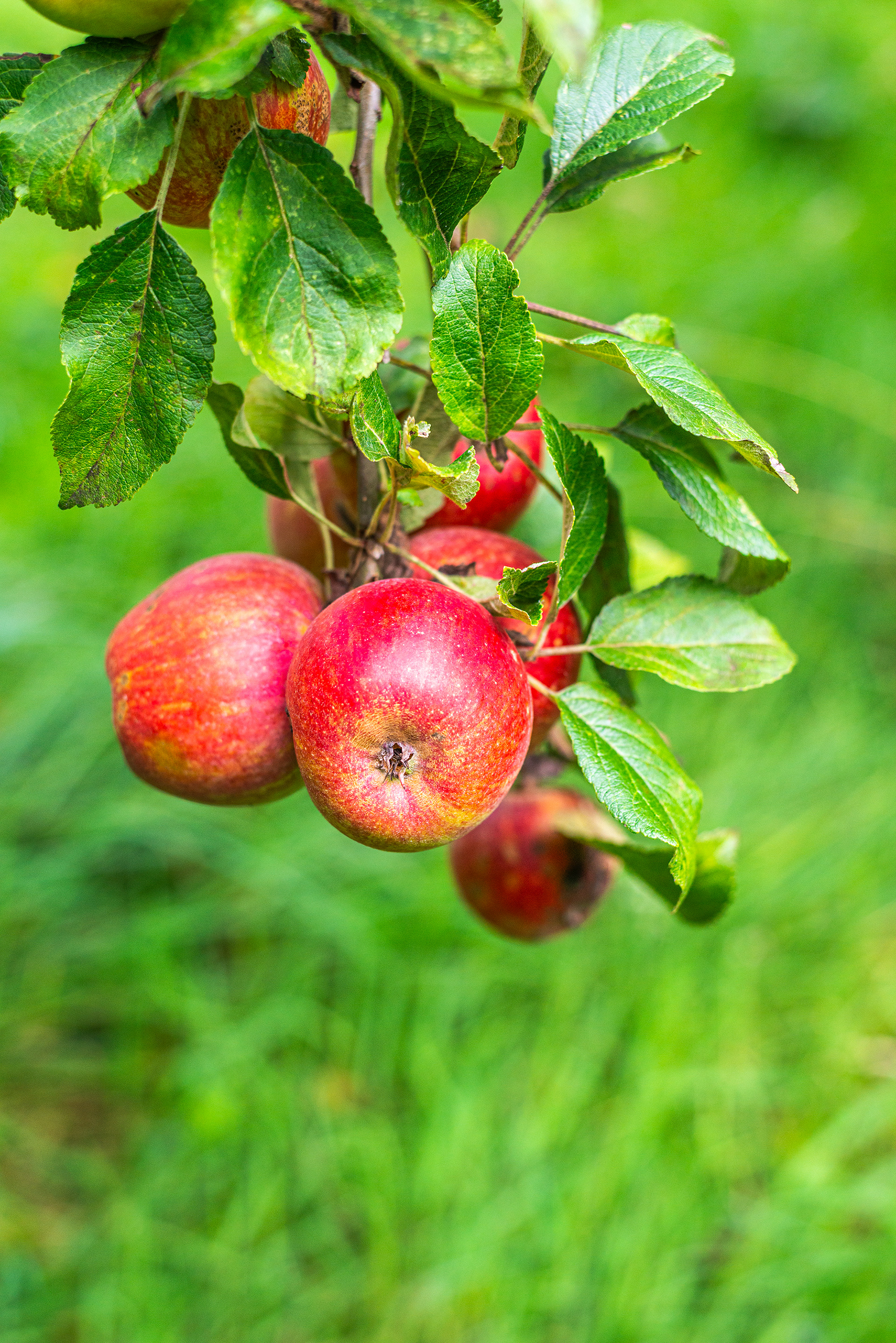 Augernik Fruit Farm
