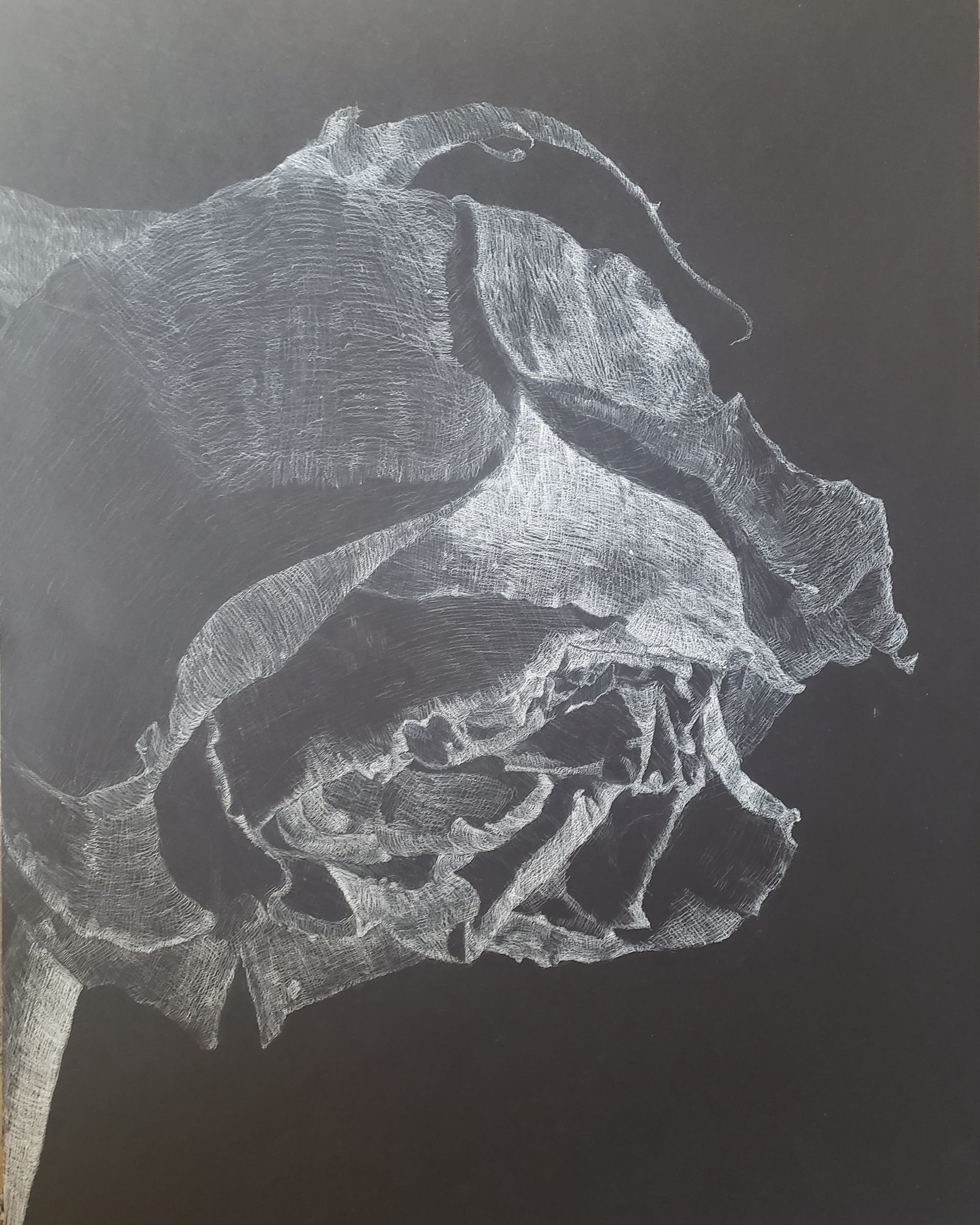 Rose, white charcoal