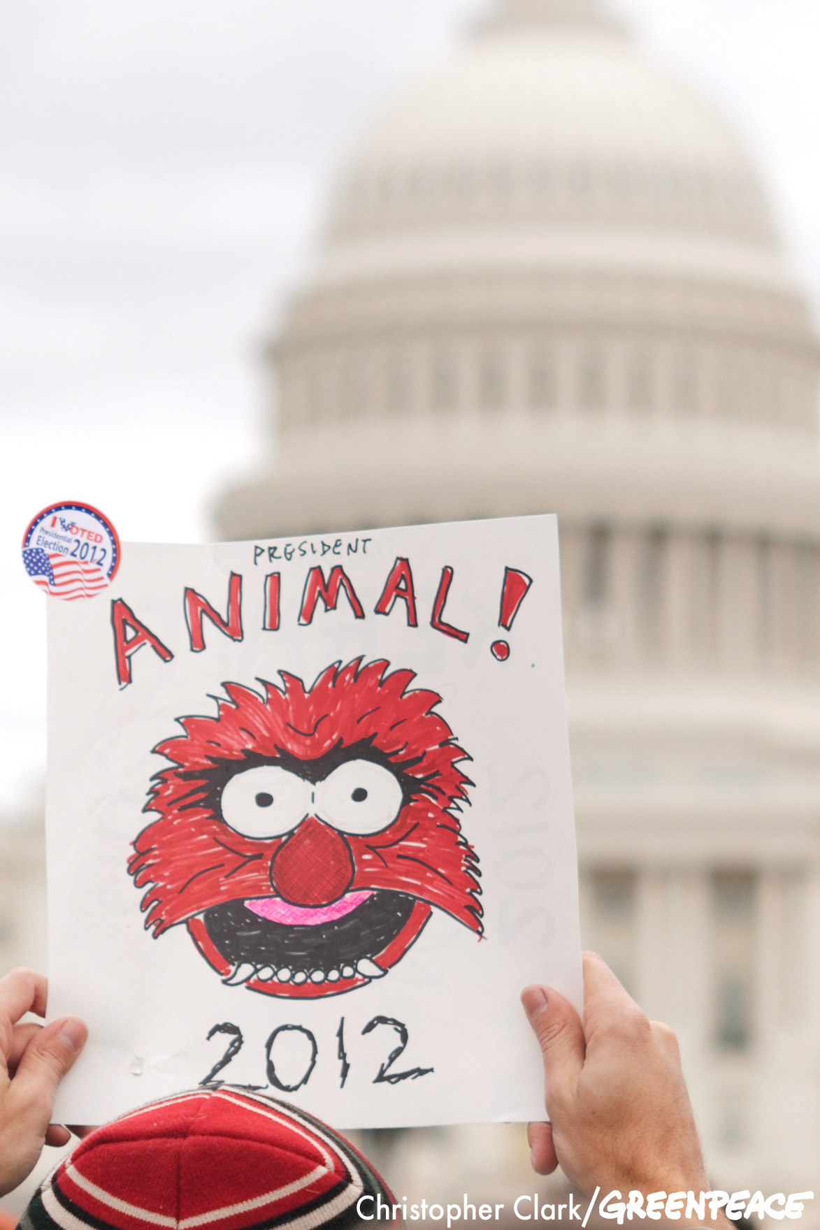 A marcher holds up a sign that reads "President Animal! 2012" at the Capitol Reflecting Pool during a rally following the Million Puppet March on the Washington, DC mall Nov. 3rd, 2012. The Million Puppet March, a rally against the Republican presidential candidate Mitt Romney's debate remarks about Big Bird and cutting PBS funding if elected, started in Lincoln Park and ended at a Capitol Reflecting Pool rally with an estimated 600 in attendance.