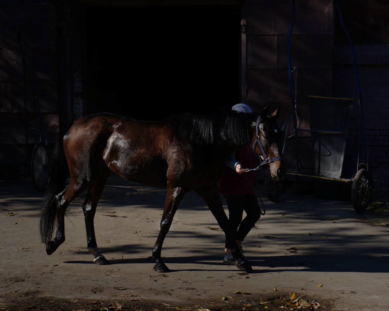 Winter Workouts and Kyiv Hippodrome, Kyiv, 2023