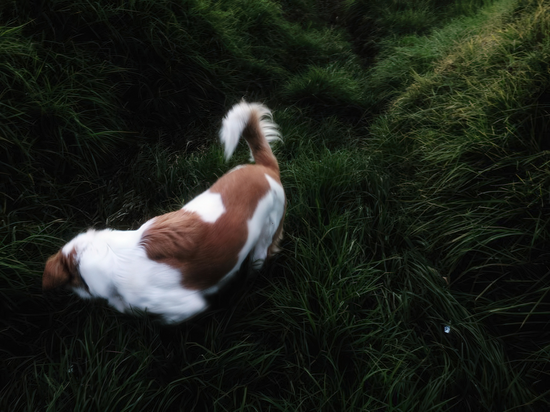 Dag walks at Water Through, Beer Sheba, Israel, 2022.