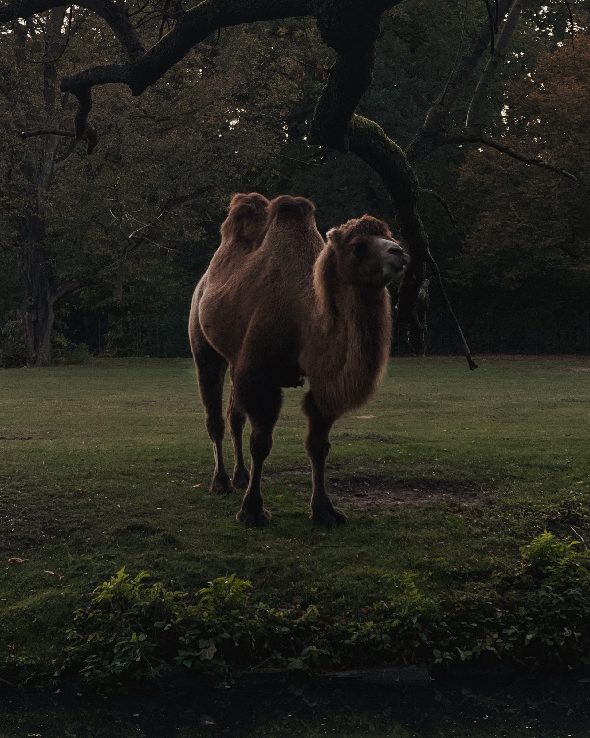 Bactrian Camel, Tierpark Berlin, 2024.
