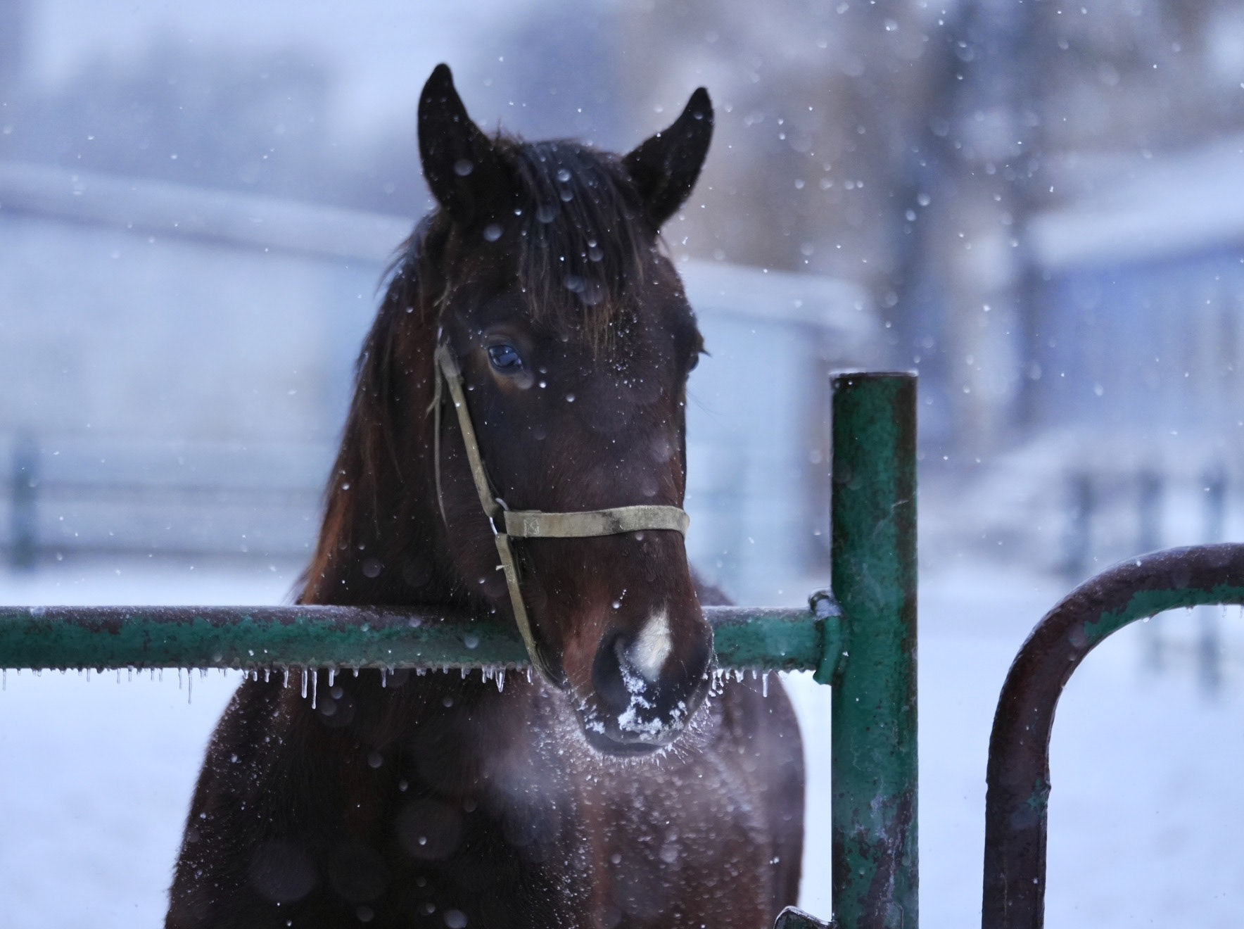 Ukrainian Trotter Yearling in Winter at Kyiv Racecourse, Kyiv, 2026.