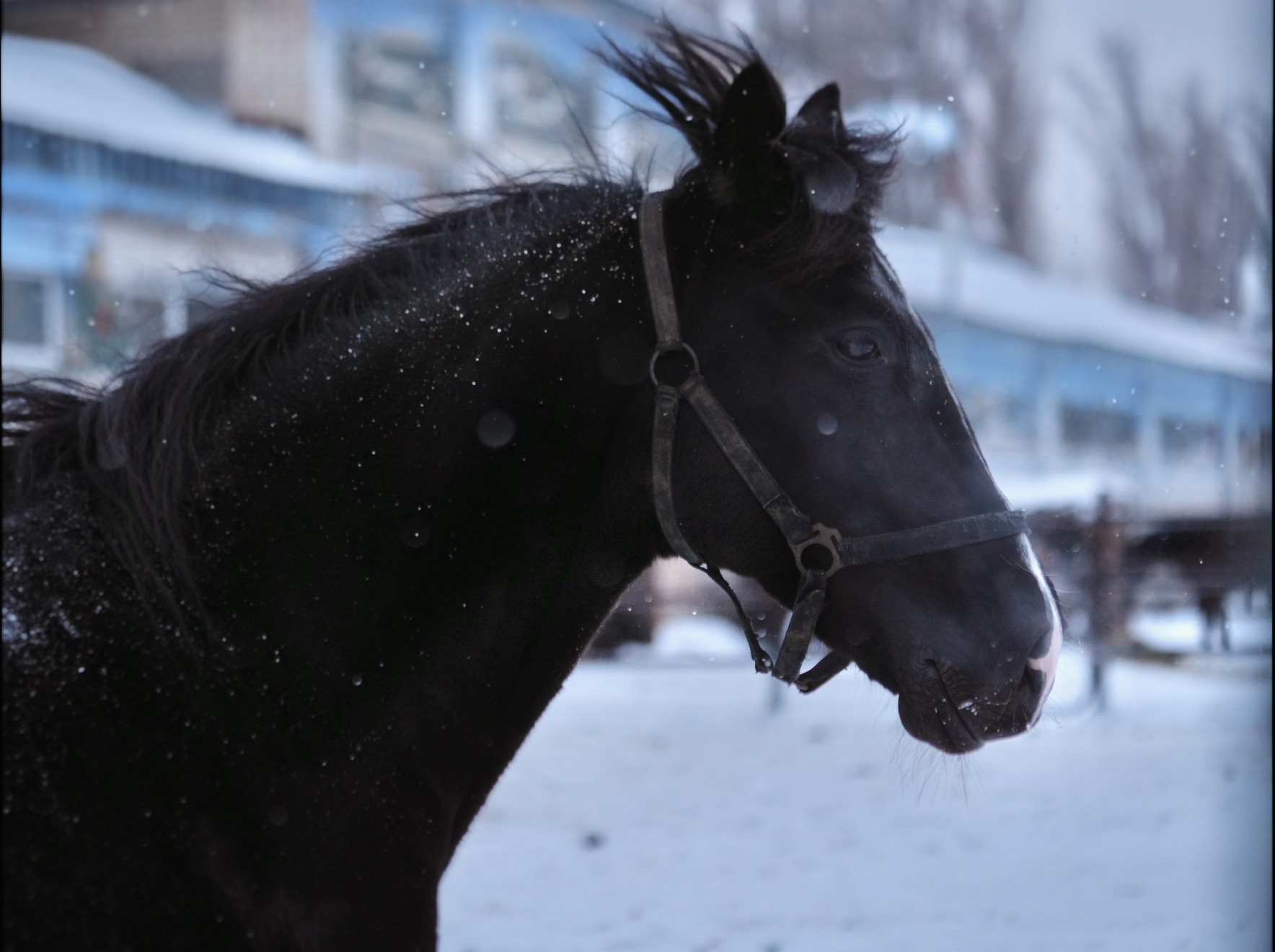 Ukrainian Trotter Sherwood in Winter at Kyiv Racecourse, Kyiv, 2026.